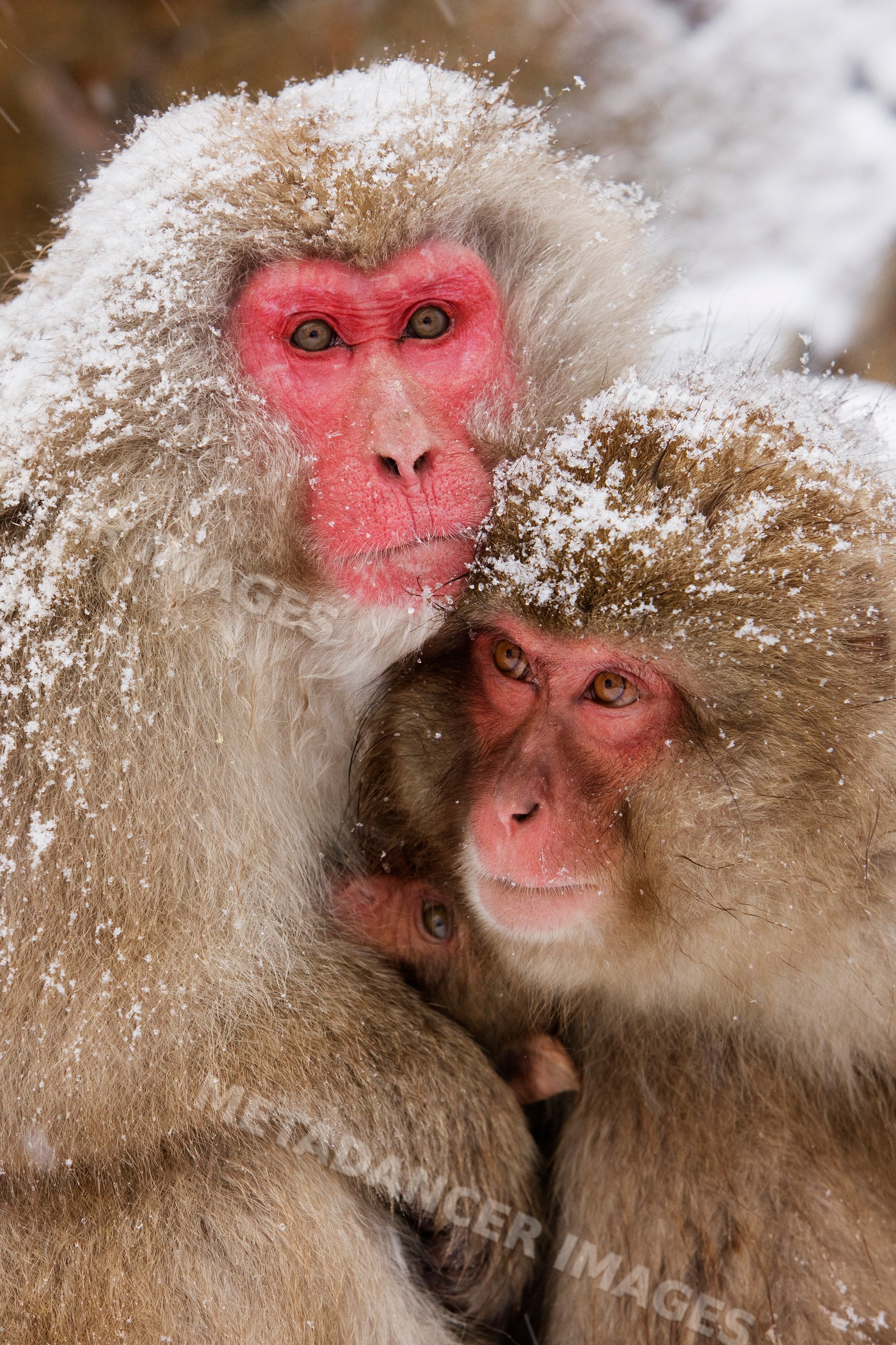 Japanese macaques huddling in snow nagano japan