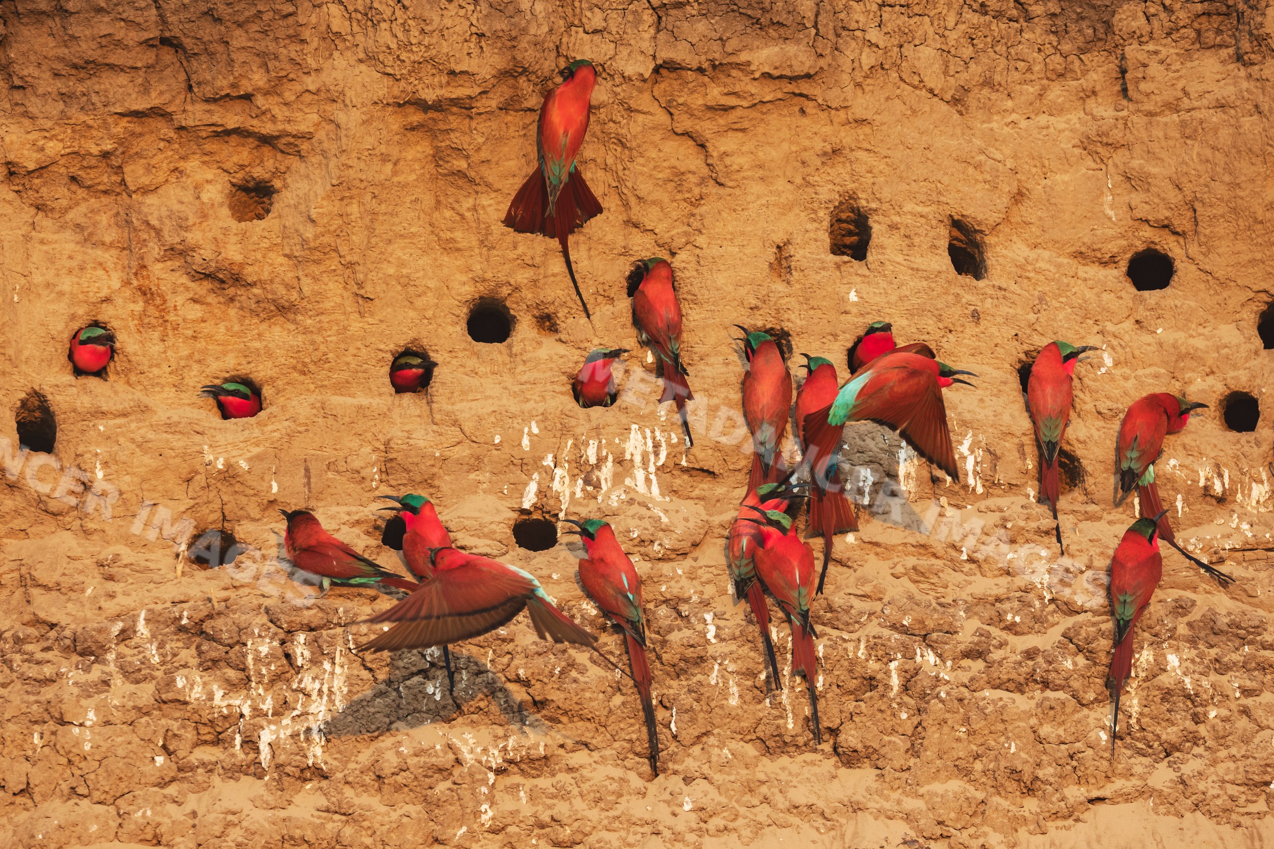 Carmine bee-eater breeding colony on mud wall in a park