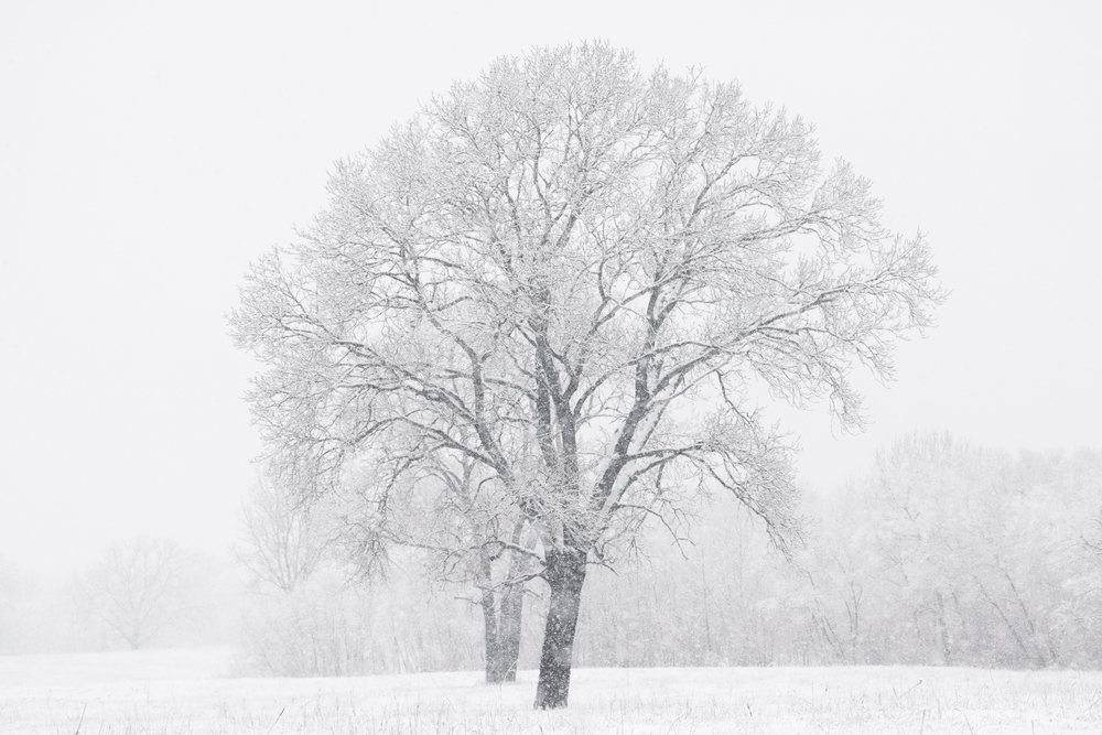 Cottonwood tree covered in snow during winter texas