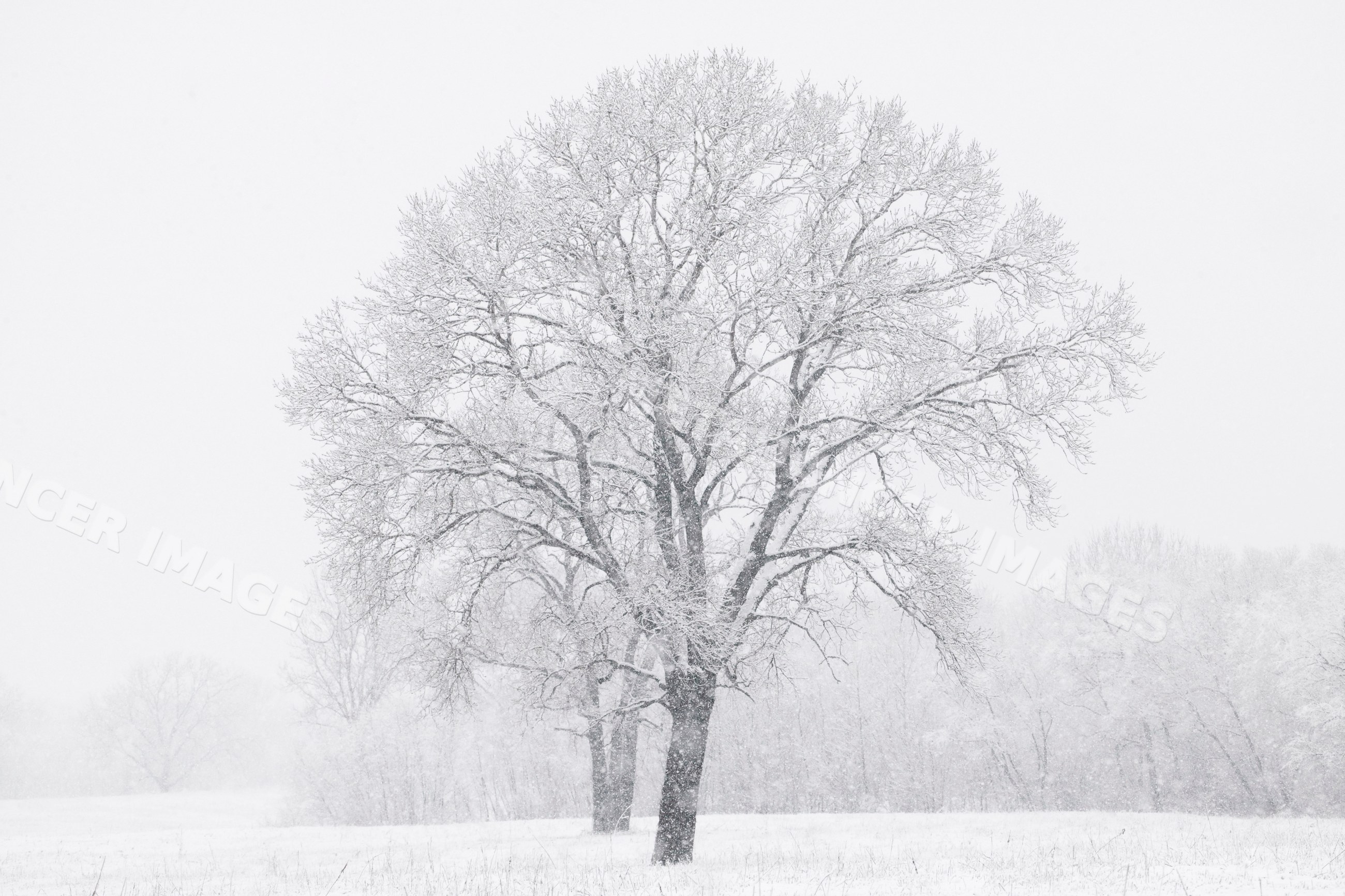 Cottonwood tree covered in snow during winter texas