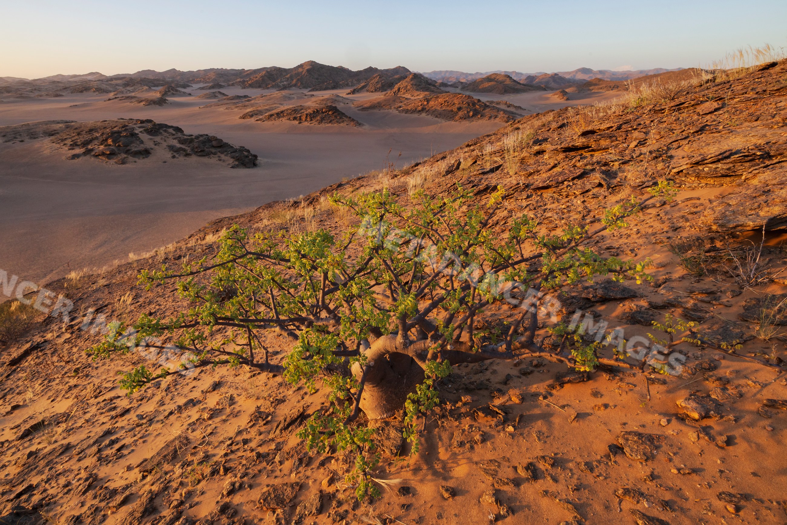 Comifera plant on rocky hill in hoanib river valley Namibia