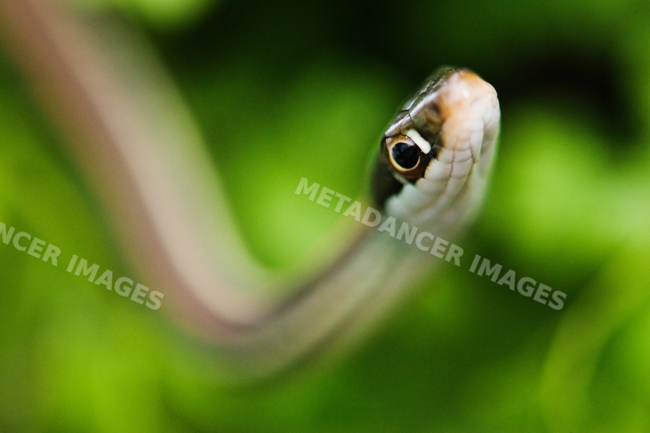 Close-up of ribbon snake in Texas wildlife