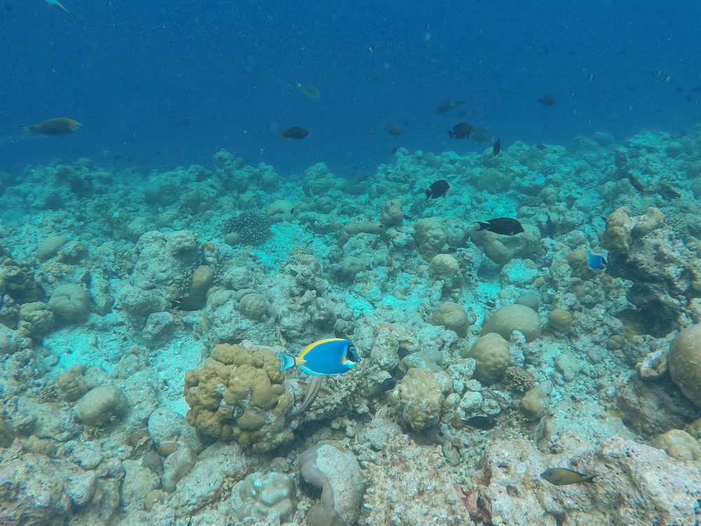 A colorful coral reef with tropical fish swimming