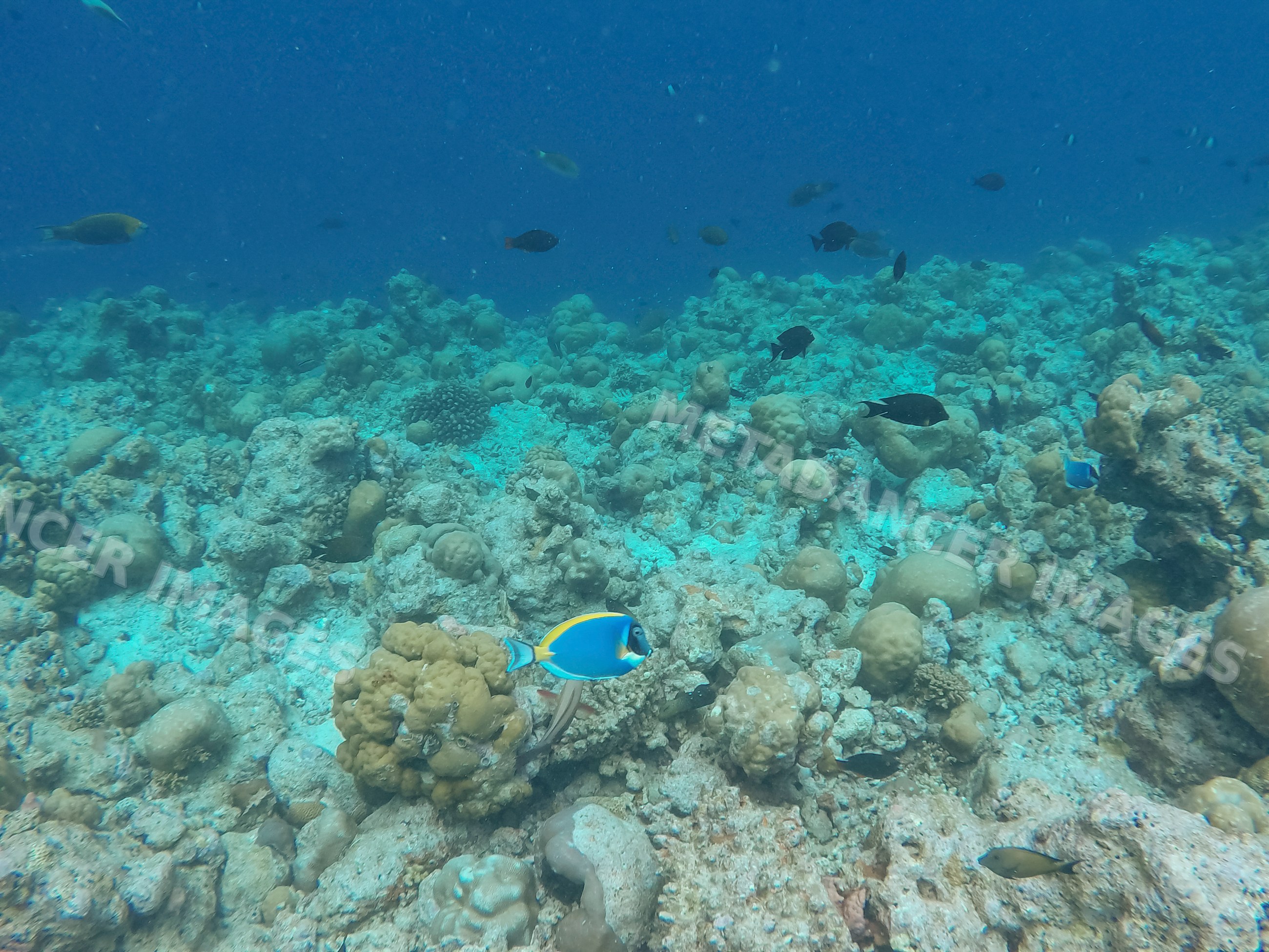 A colorful coral reef with tropical fish swimming