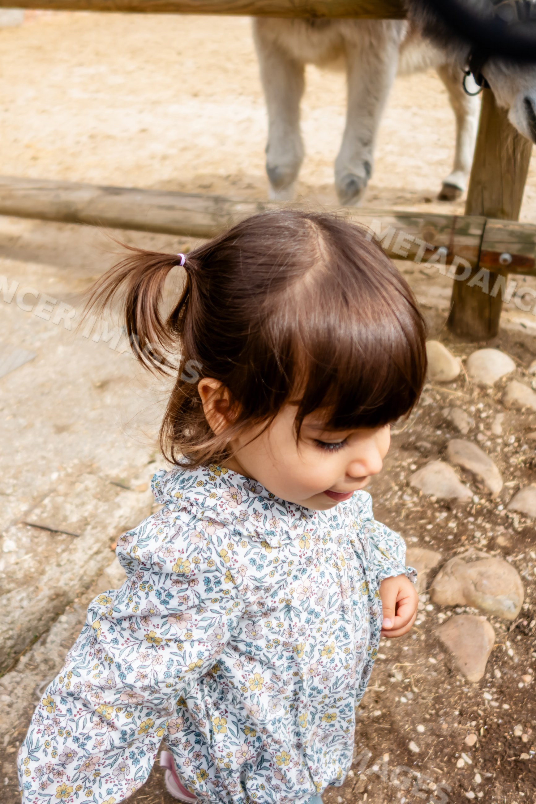 White child girl walking outdoors near wooden fence and rocks