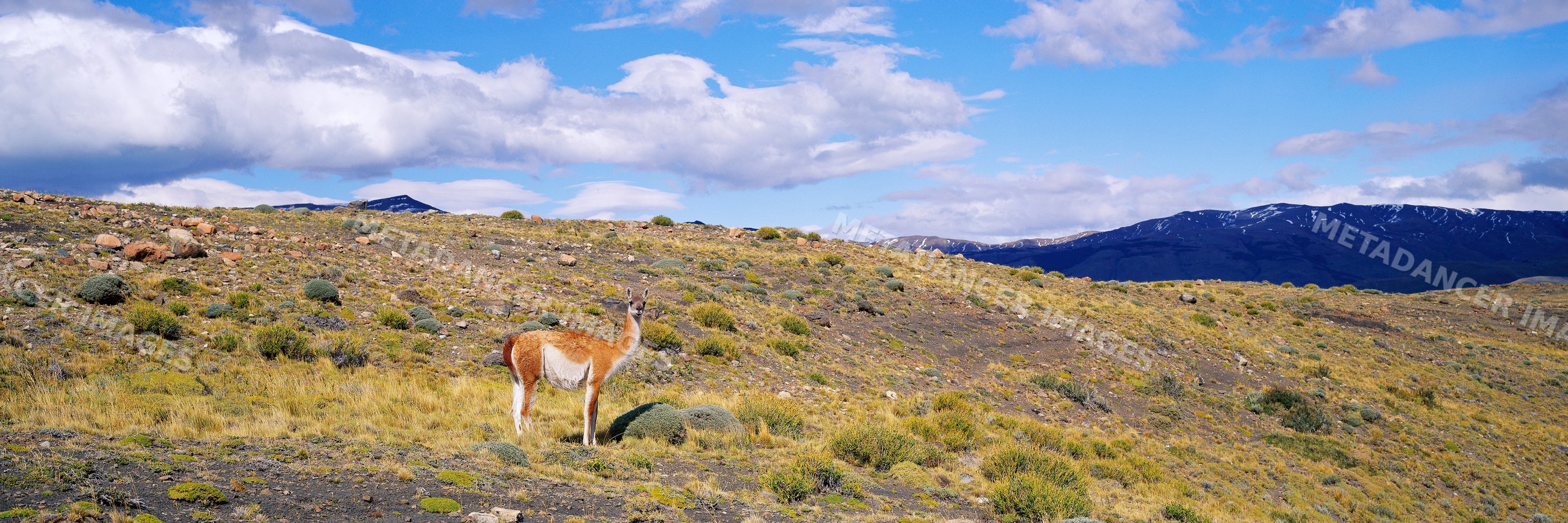 Guanaco standing in a field patagonia chile