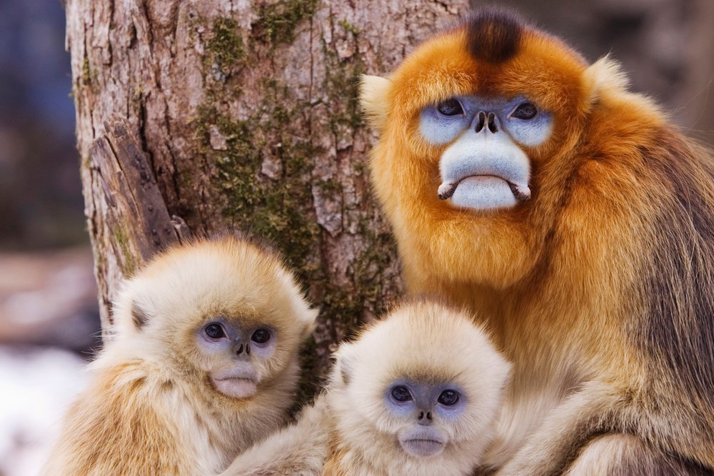 Golden monkey mother and young, china