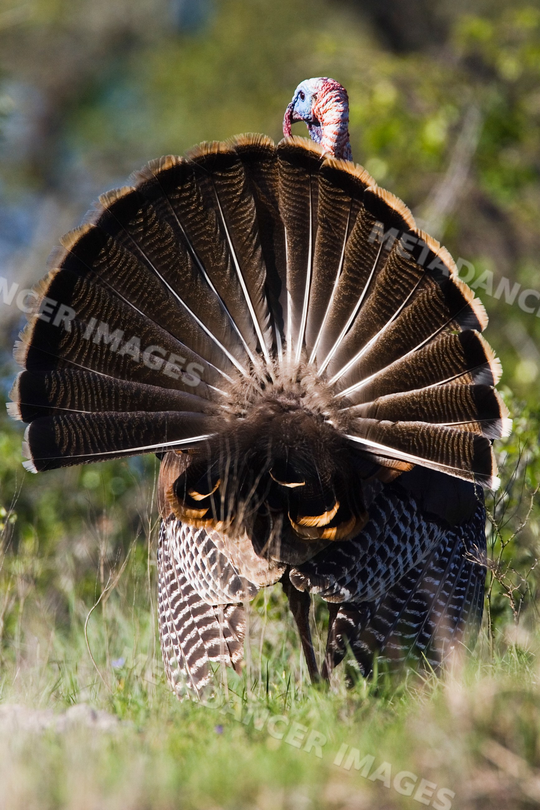 Wild turkey displaying tail feathers in Texas natural habitat