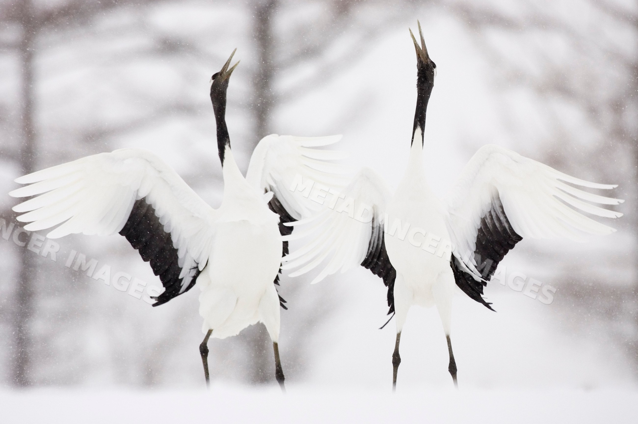 Two red crowned cranes spreading wings in snowy hokkaido, japan