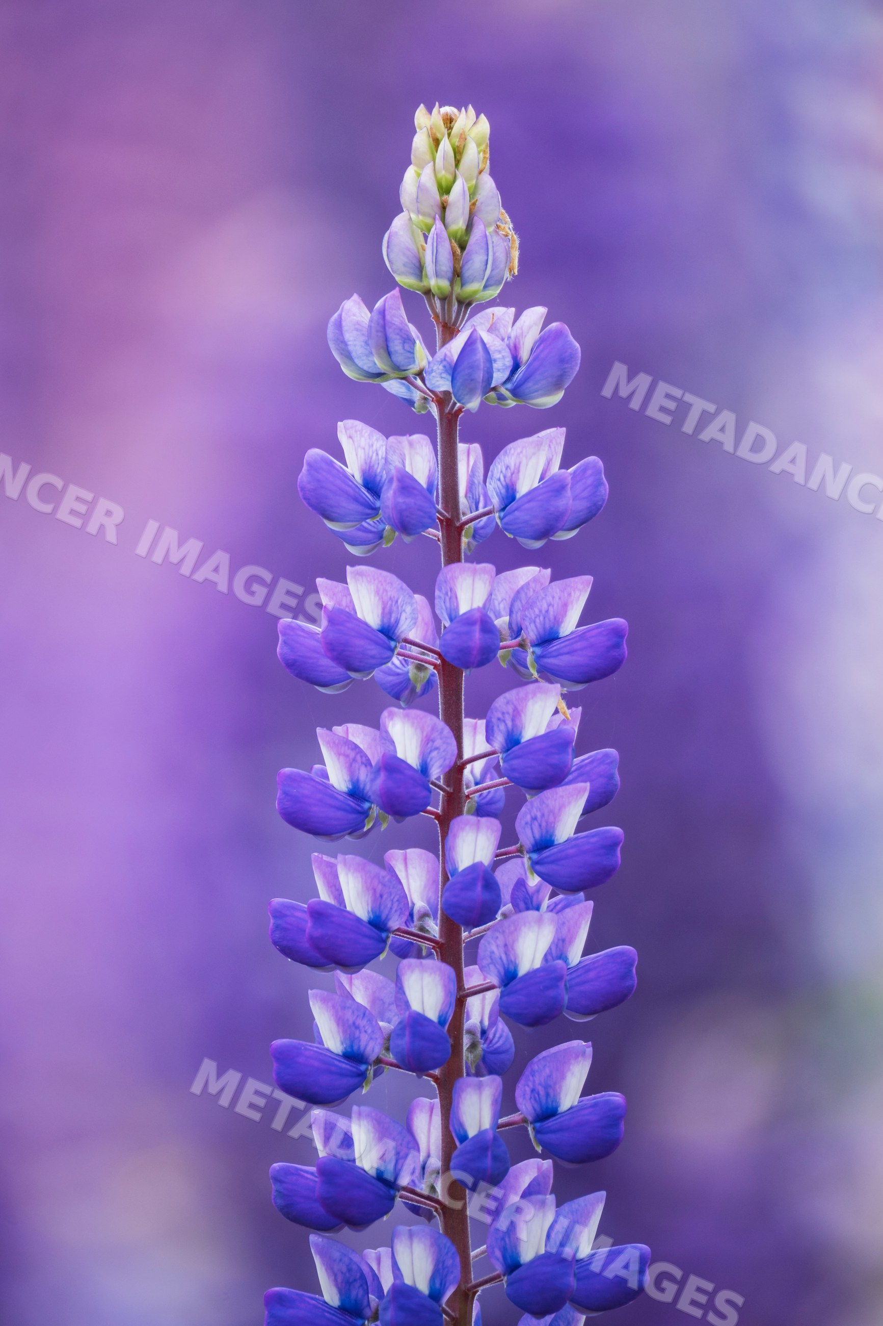 Purple Lupines flower spike blooming outdoors in summerford, Canada