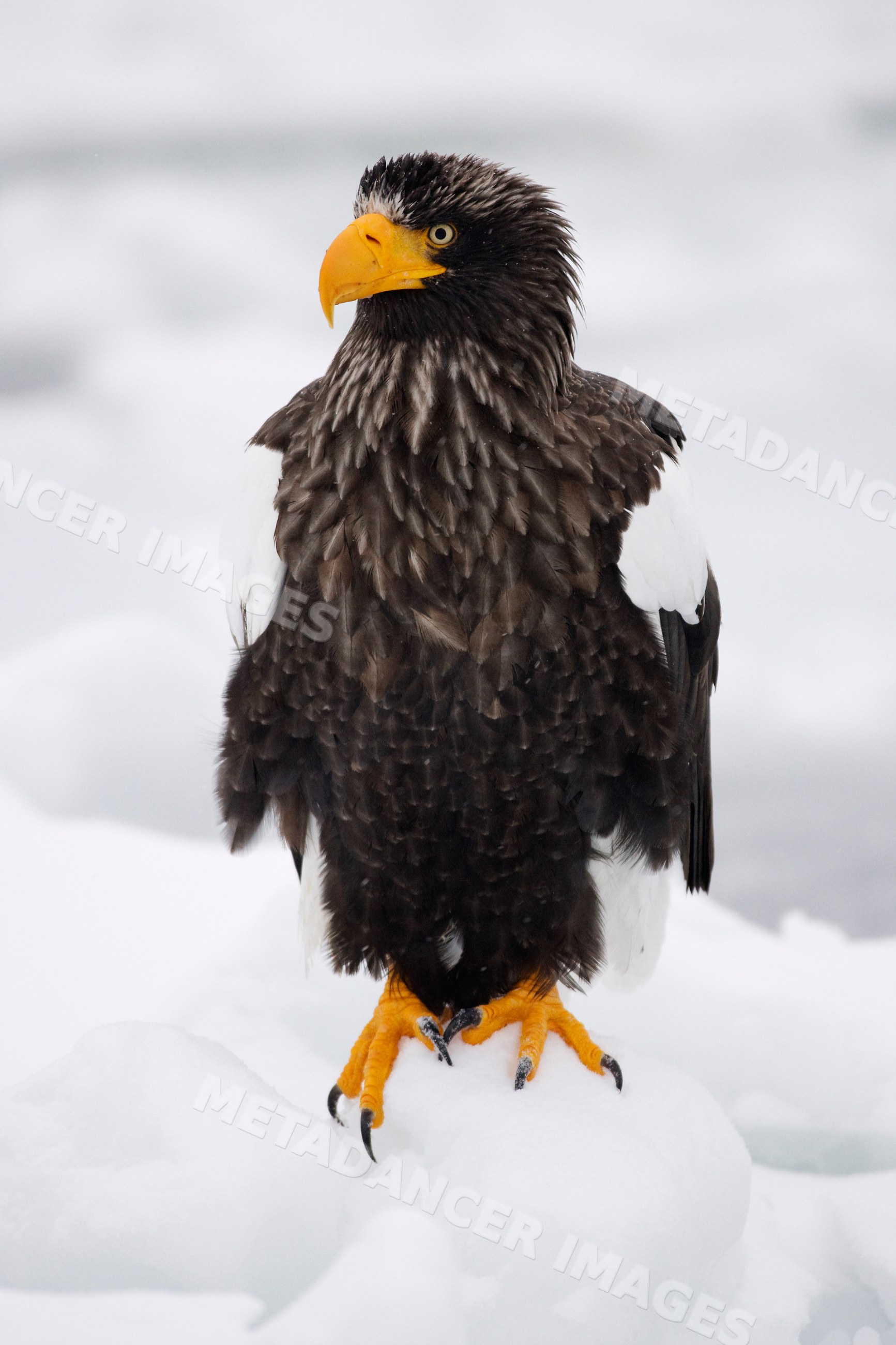Steller's sea eagle perched on snow-covered ice, japan