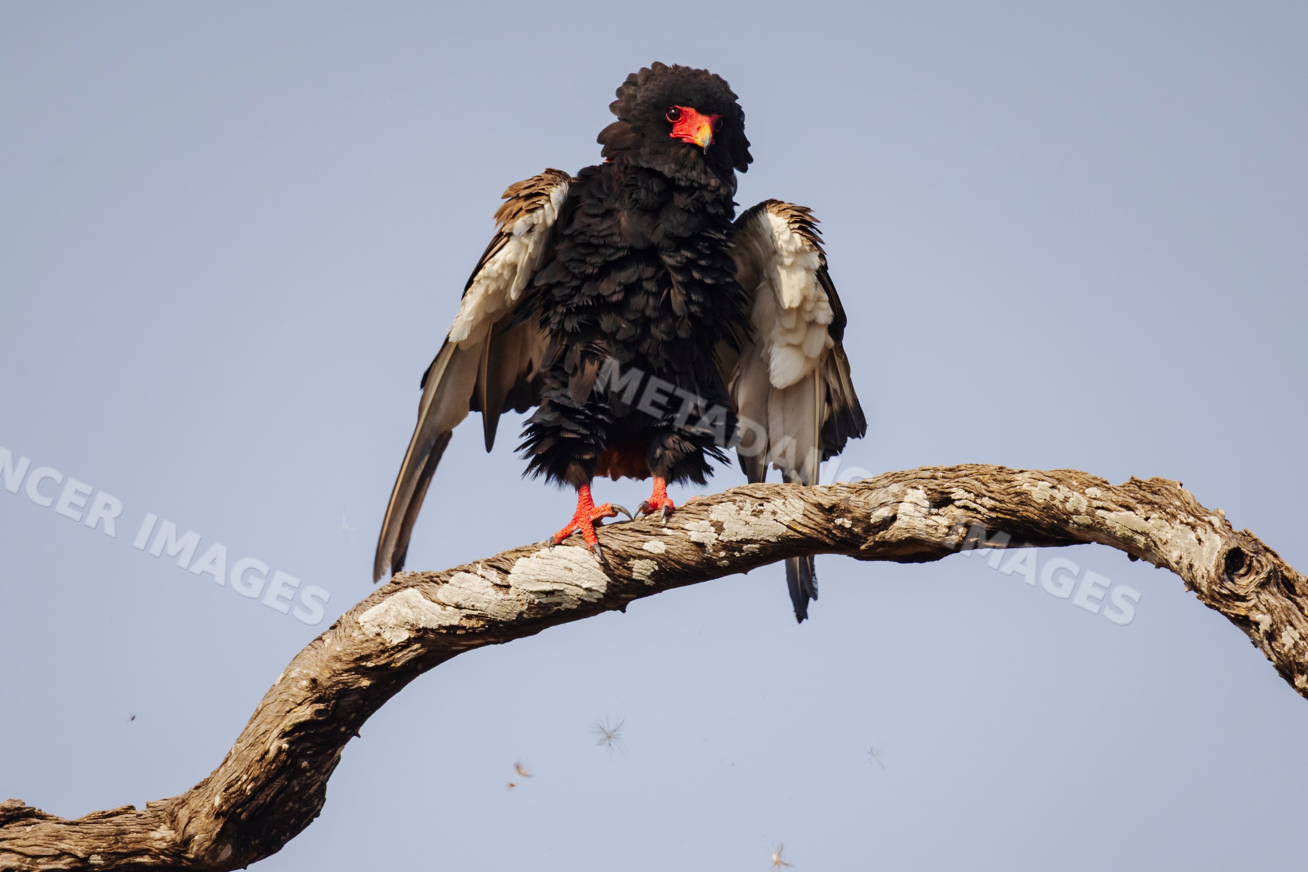 Female Bataleur bird perched on branch in South Luangwa national park