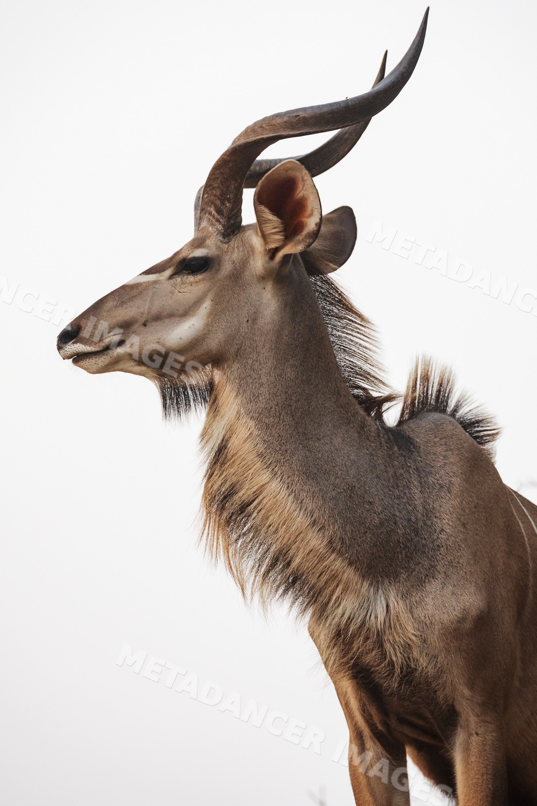 Kudu antelope portrait with twisted horns in South Luangwa national