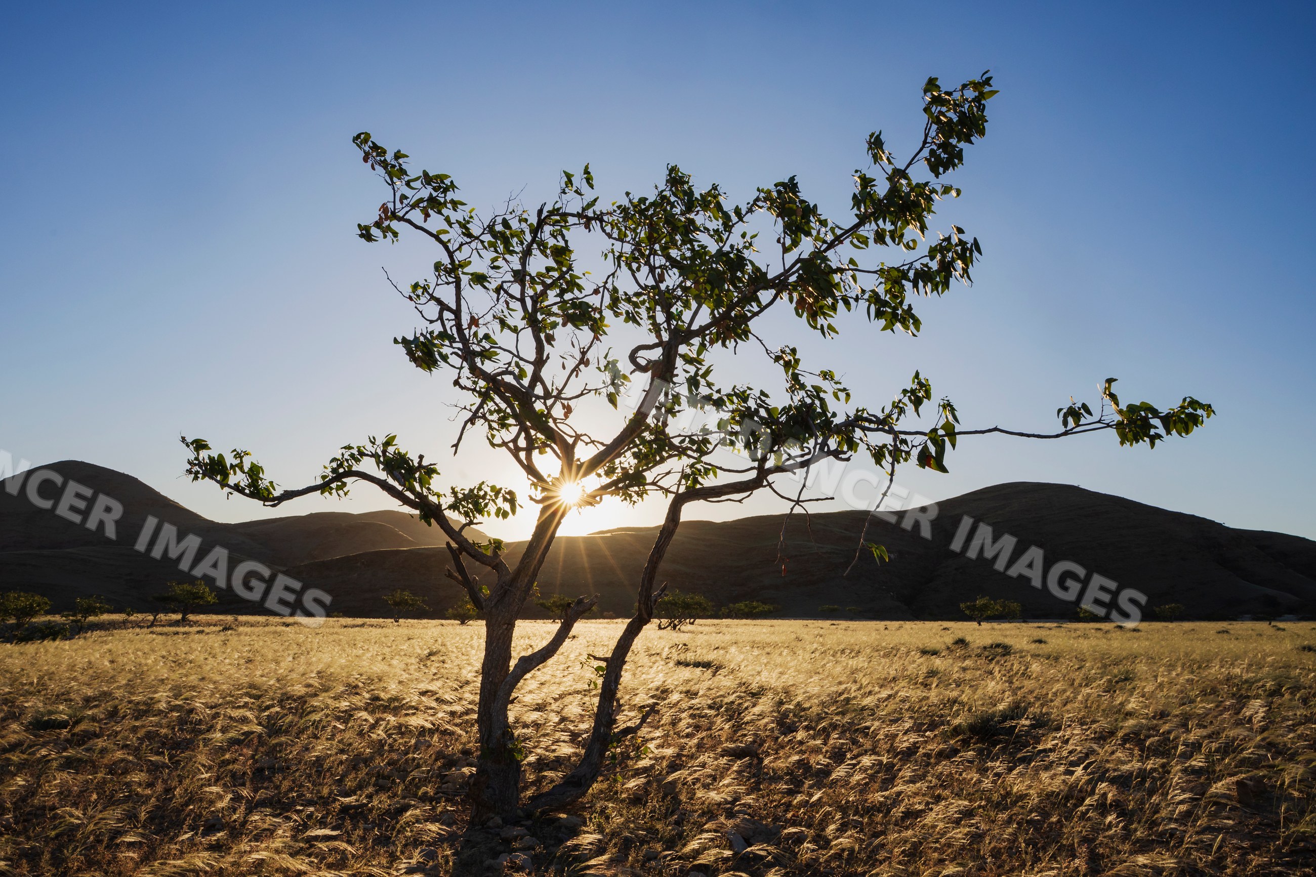 Mopane Tree at Sunset in sesfontein, kunene region, Namibia