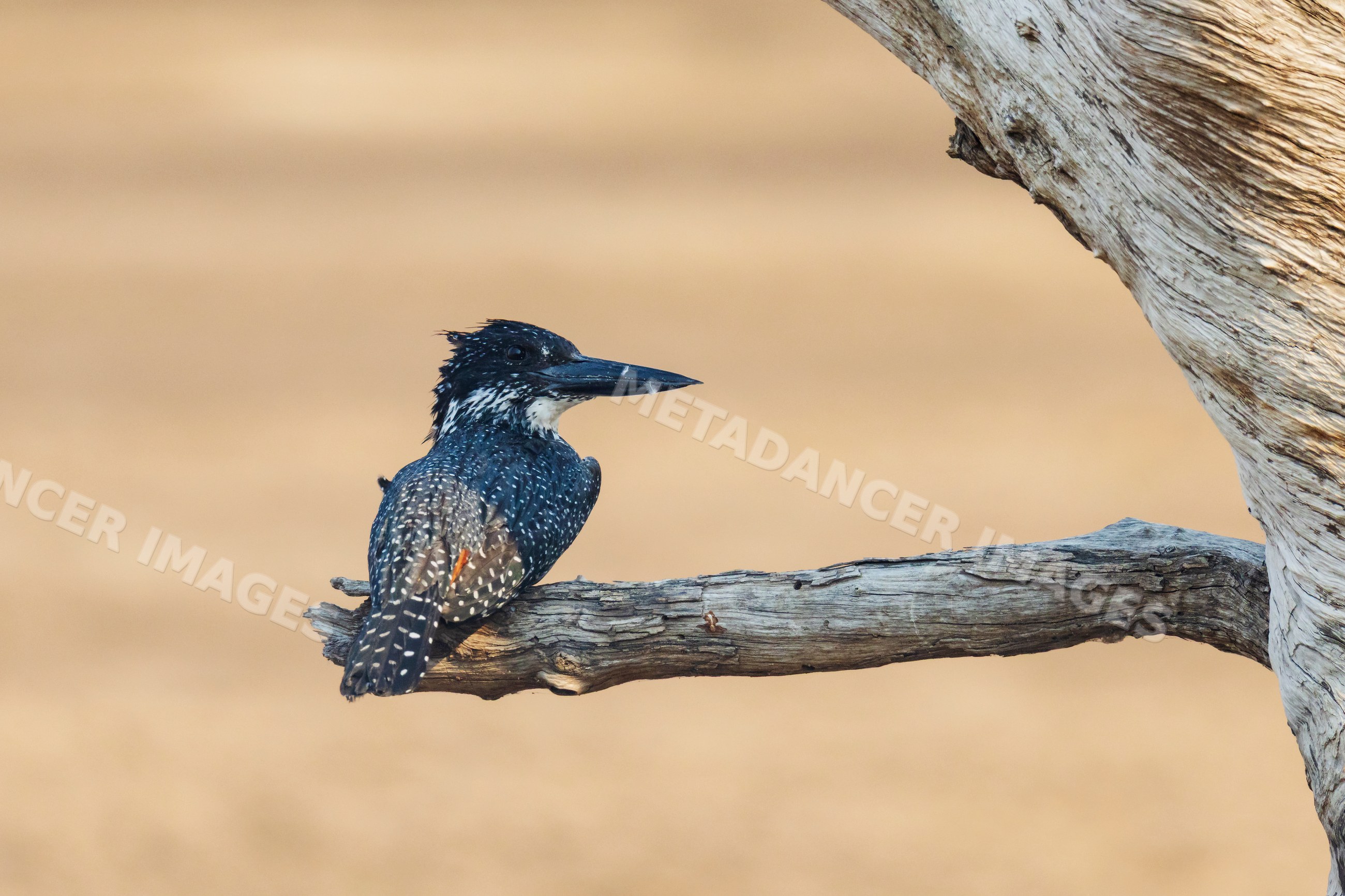 Giant Kingfisher perched on tree branch in a park