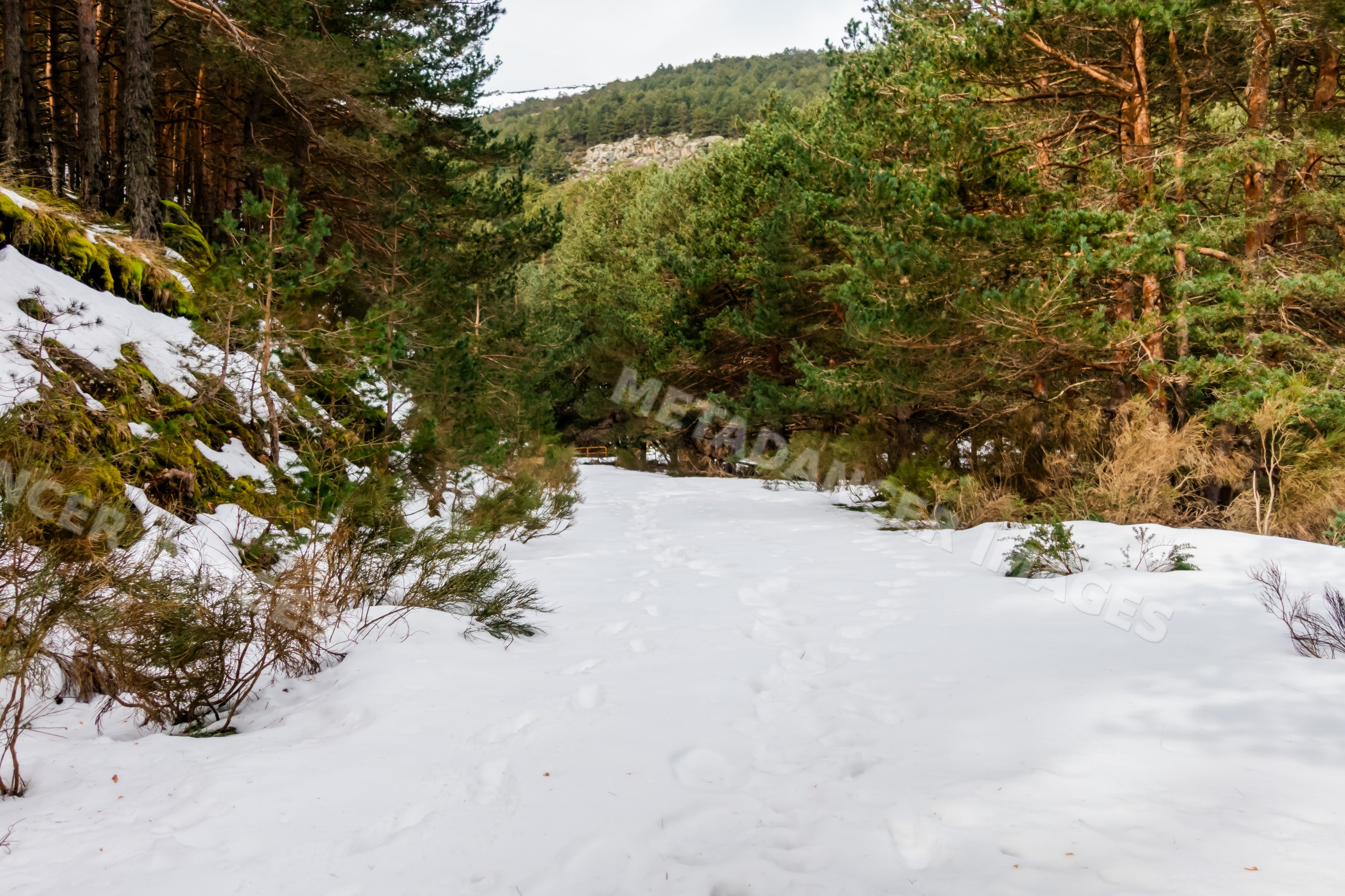 Snow-covered pine forest trail with footprints
