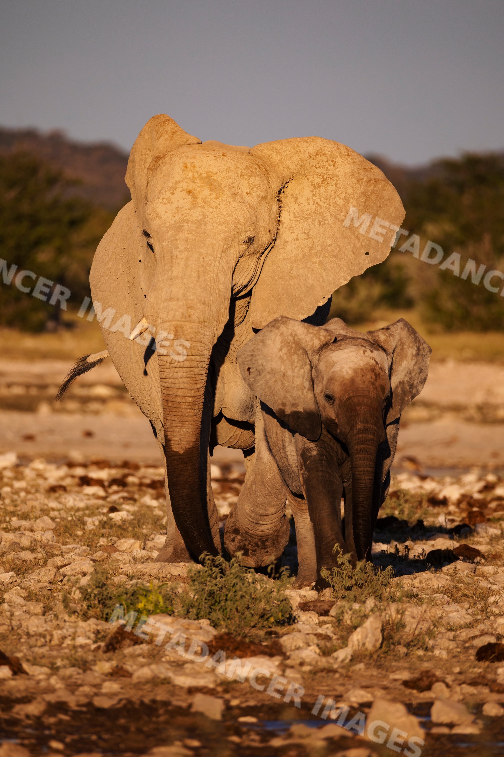 Elephant mother and young walking in etosha national park savanna