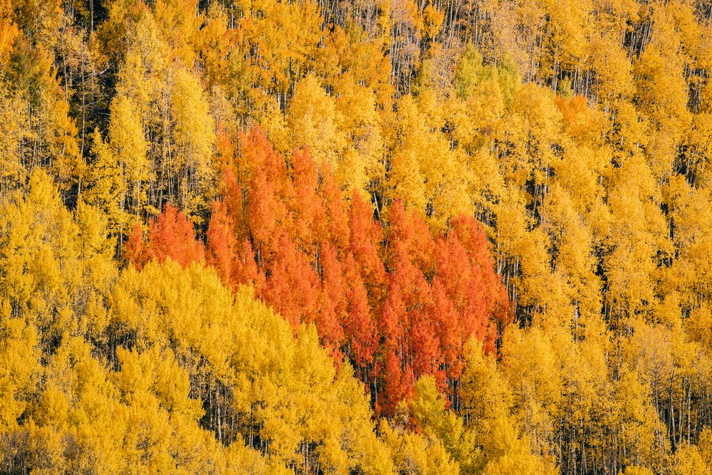 Autumn trees with yellow and orange leaves in Durango, Colorado