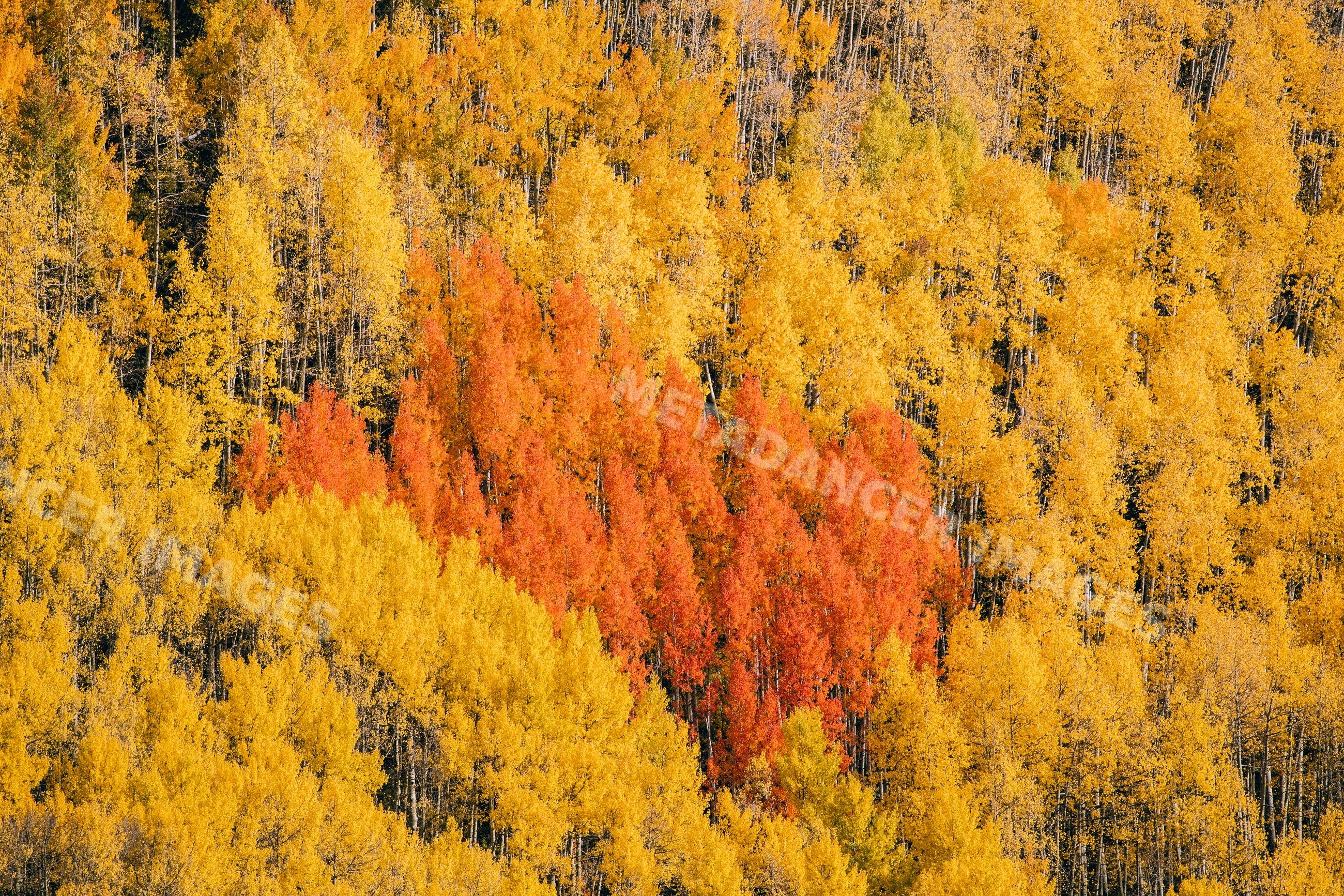 Autumn trees with yellow and orange leaves in Durango, Colorado