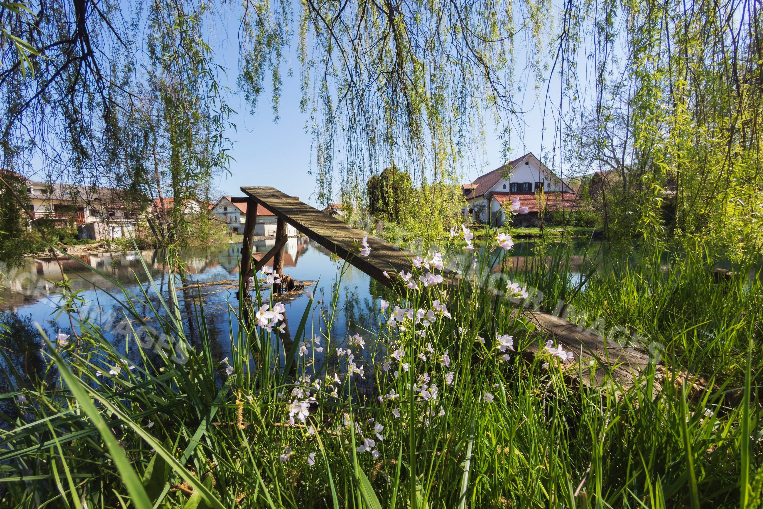 Wooden bridge over pond with flowers and reflections in krka, Slovenia
