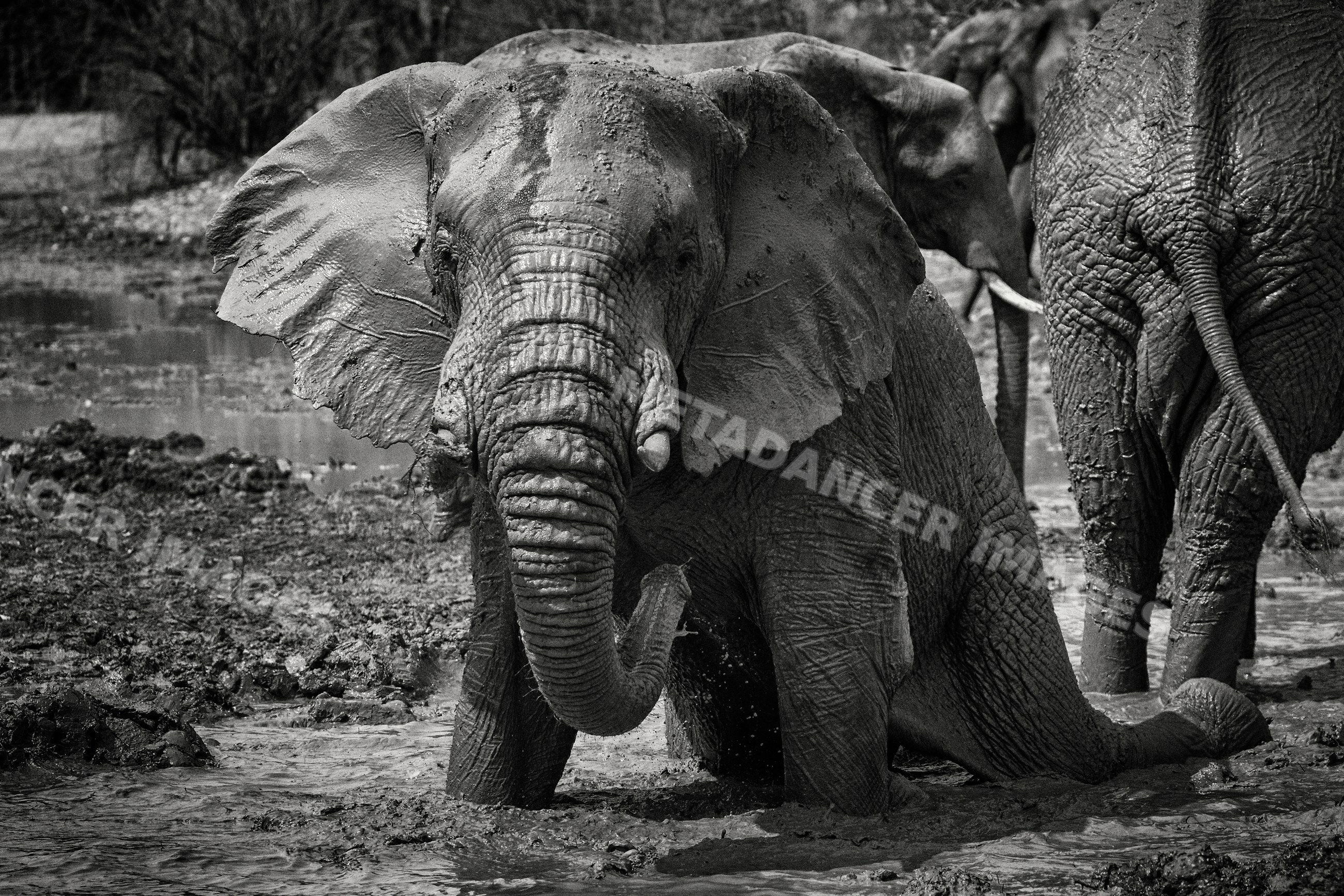African Elephant calf taking a Mud Bath in a park