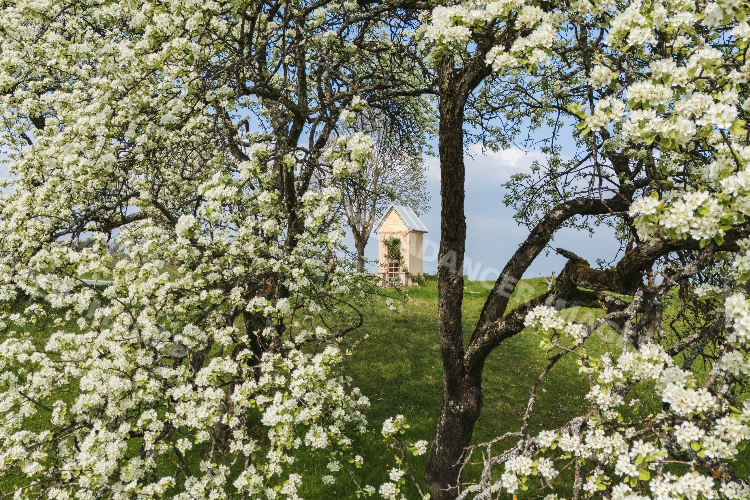 Roadside Shrine with Blossoming Pear Tree in kozjanski park, Slovenia