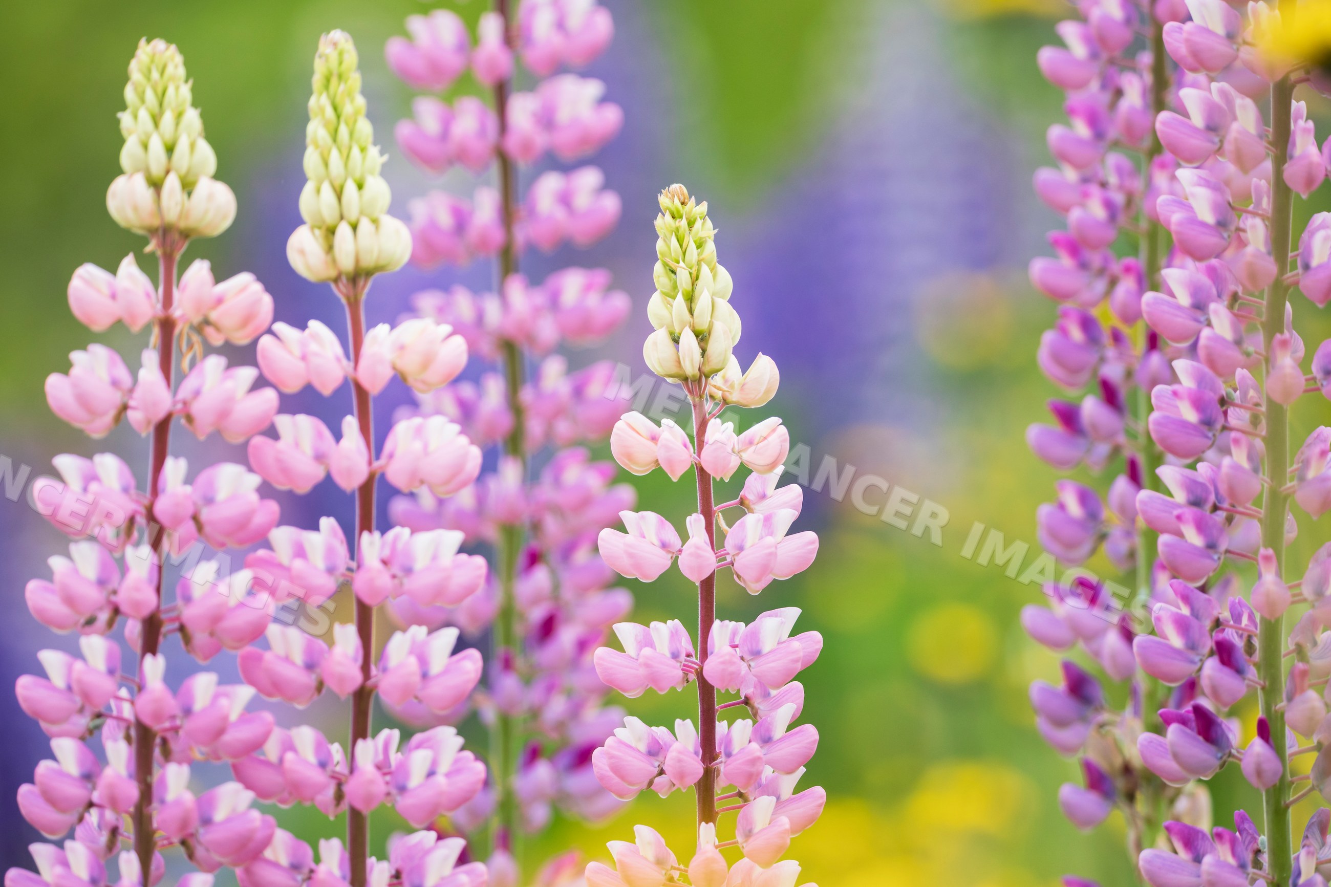Lupines blooming in a field in summerford, Newfoundland & labrador