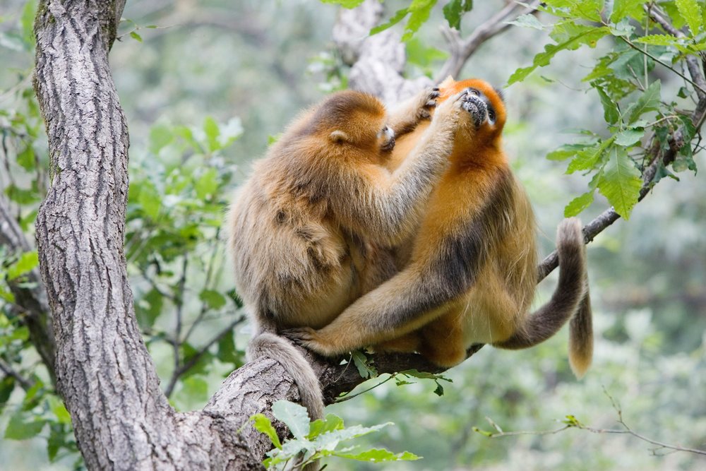 Golden monkeys grooming on a tree branch in shaanxi, china