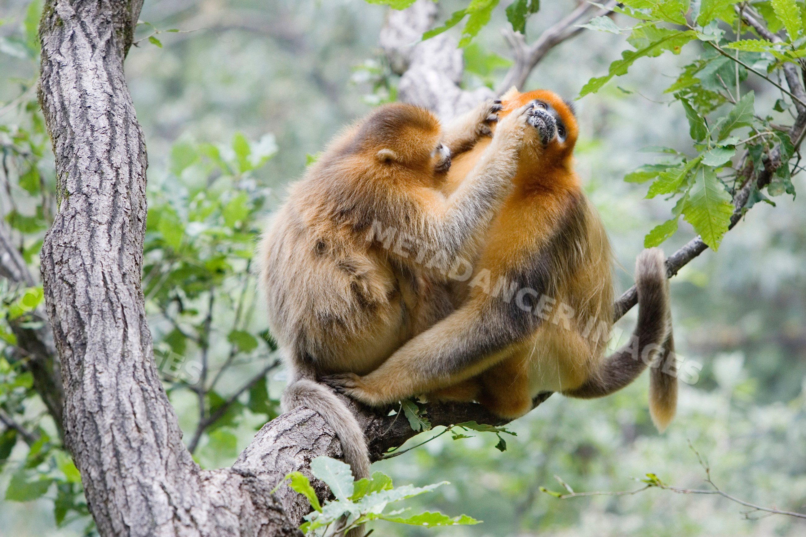 Golden monkeys grooming on a tree branch in shaanxi, china