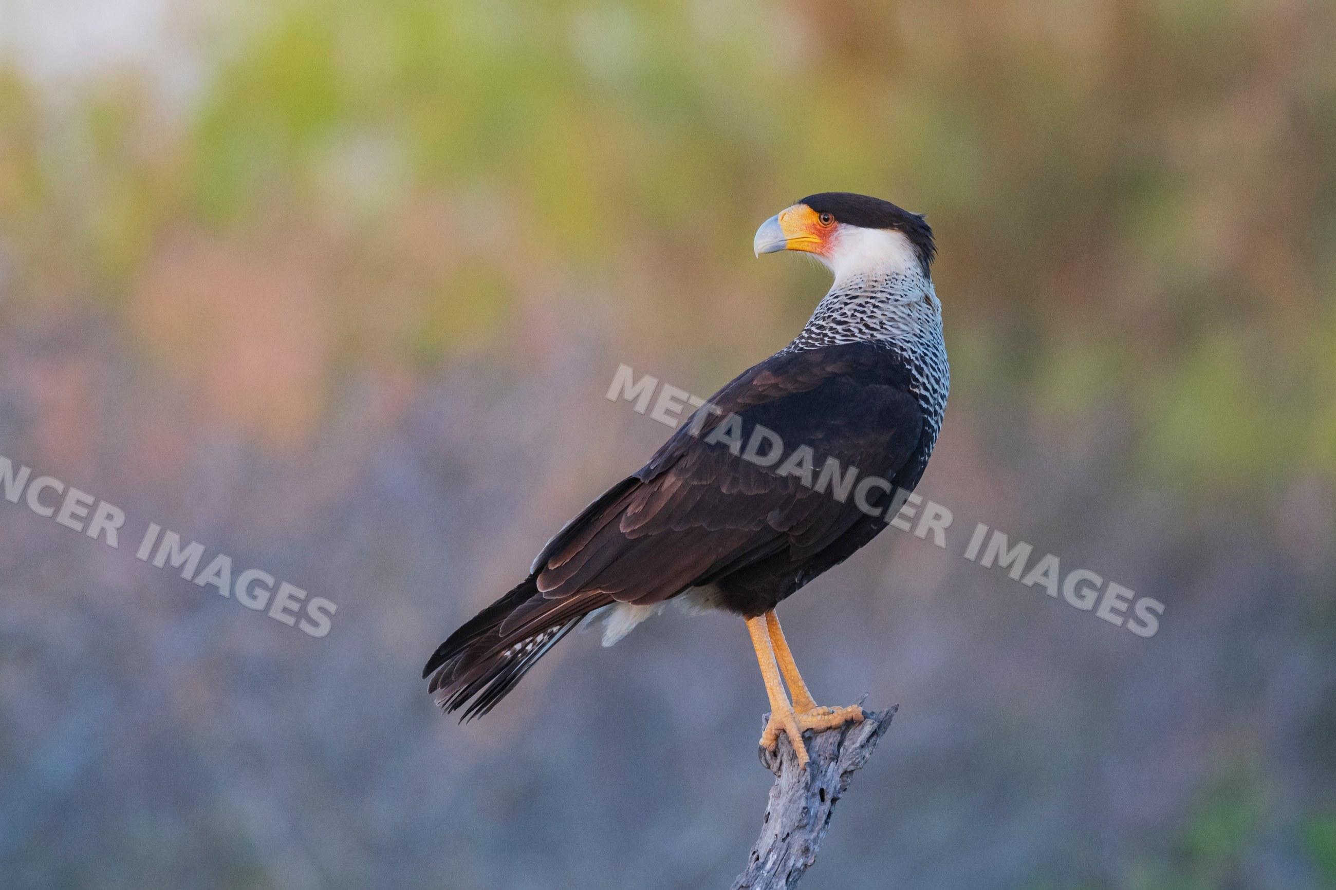 Crested Caracara perched on branch