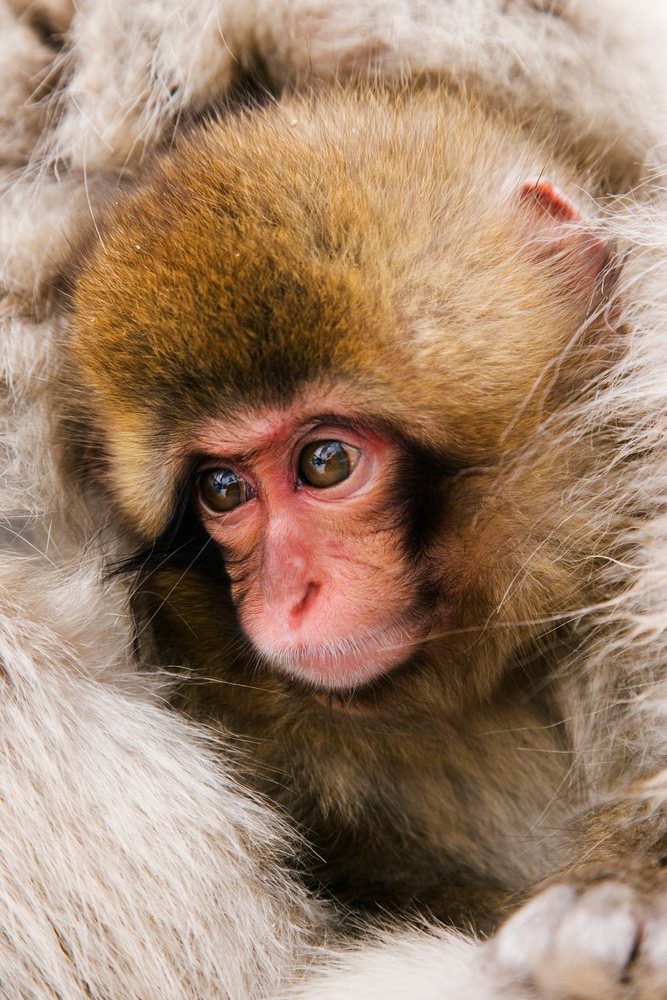 Baby Japanese macaque close-up portrait in winter wildlife Japan