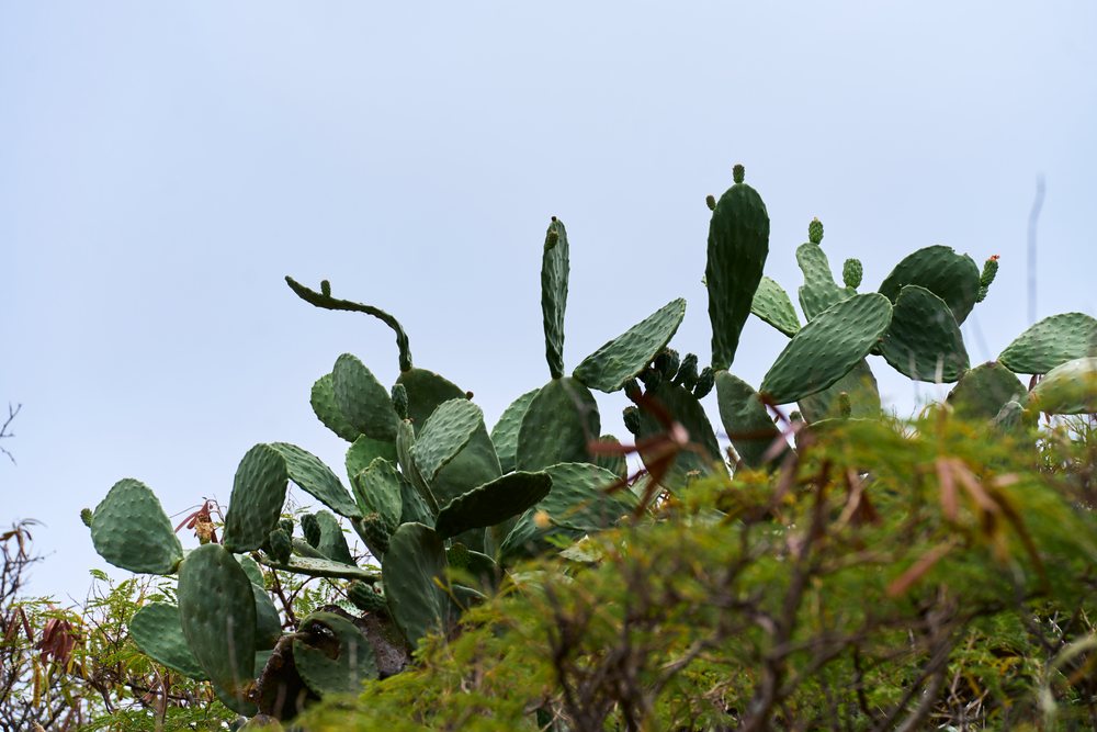 Prickly pear cactus plants with green pads in natural outdoor setting