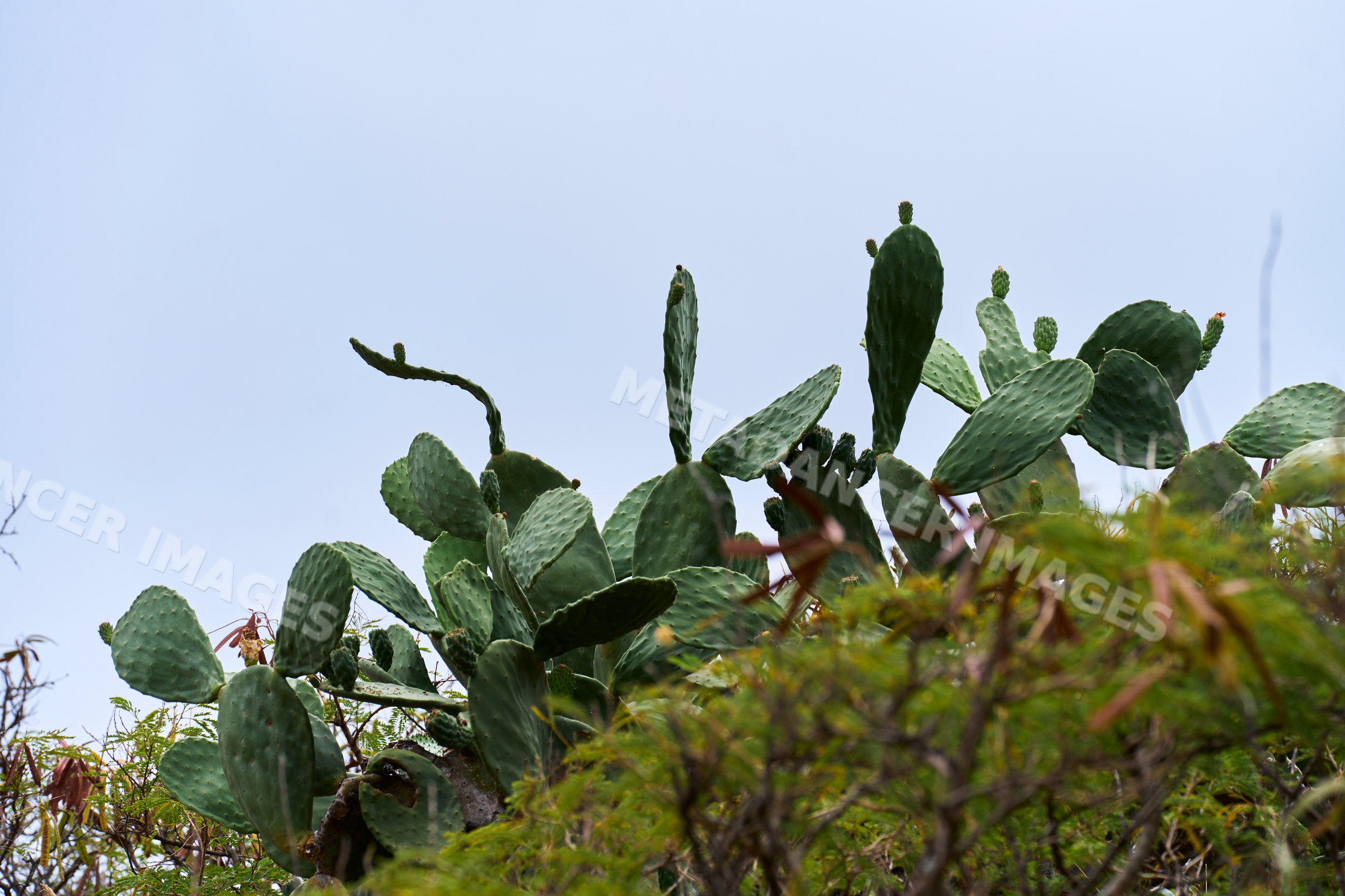 Prickly pear cactus plants with green pads in natural outdoor setting