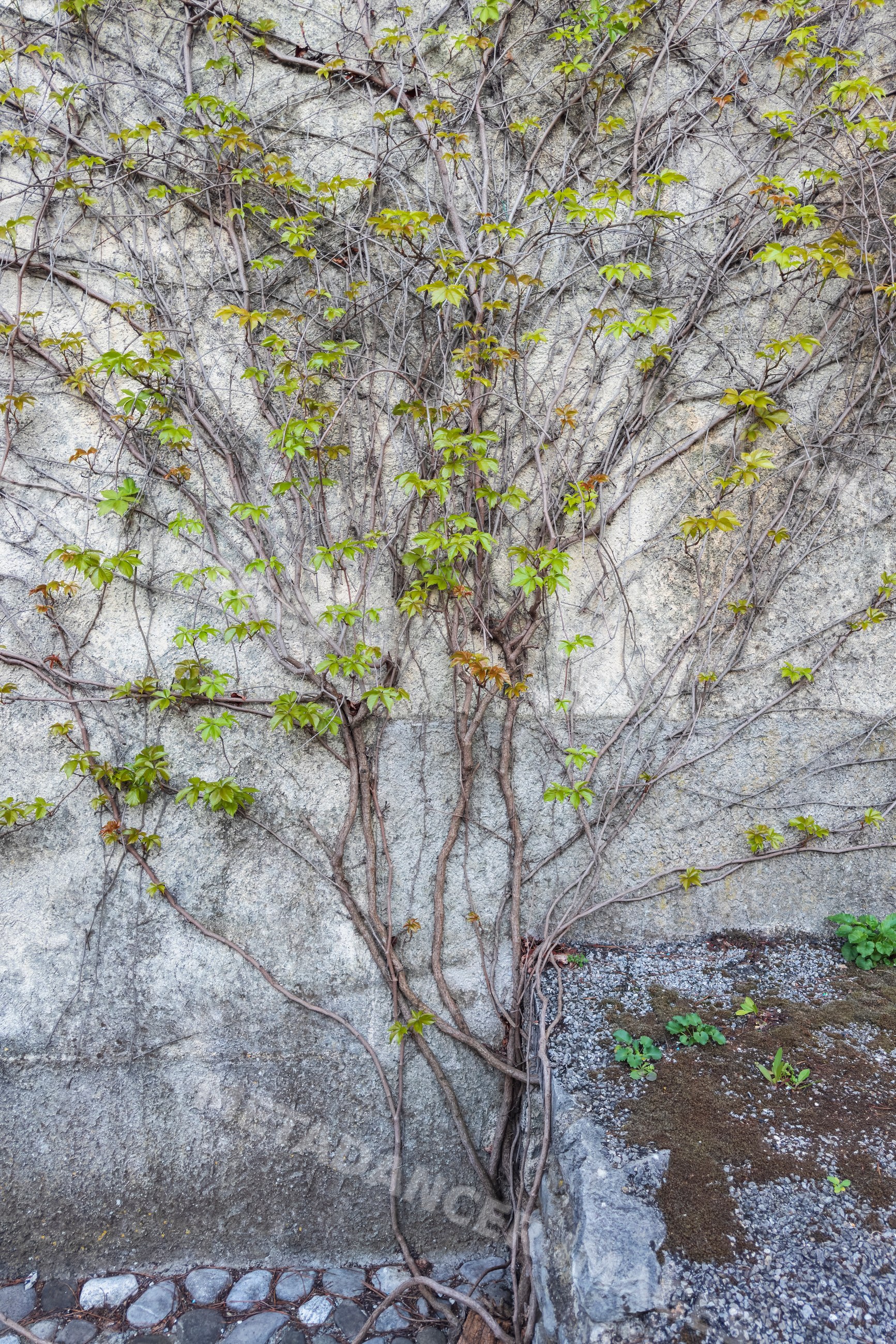 Virginia Creeper vine climbing stone wall in šmartno, Slovenia