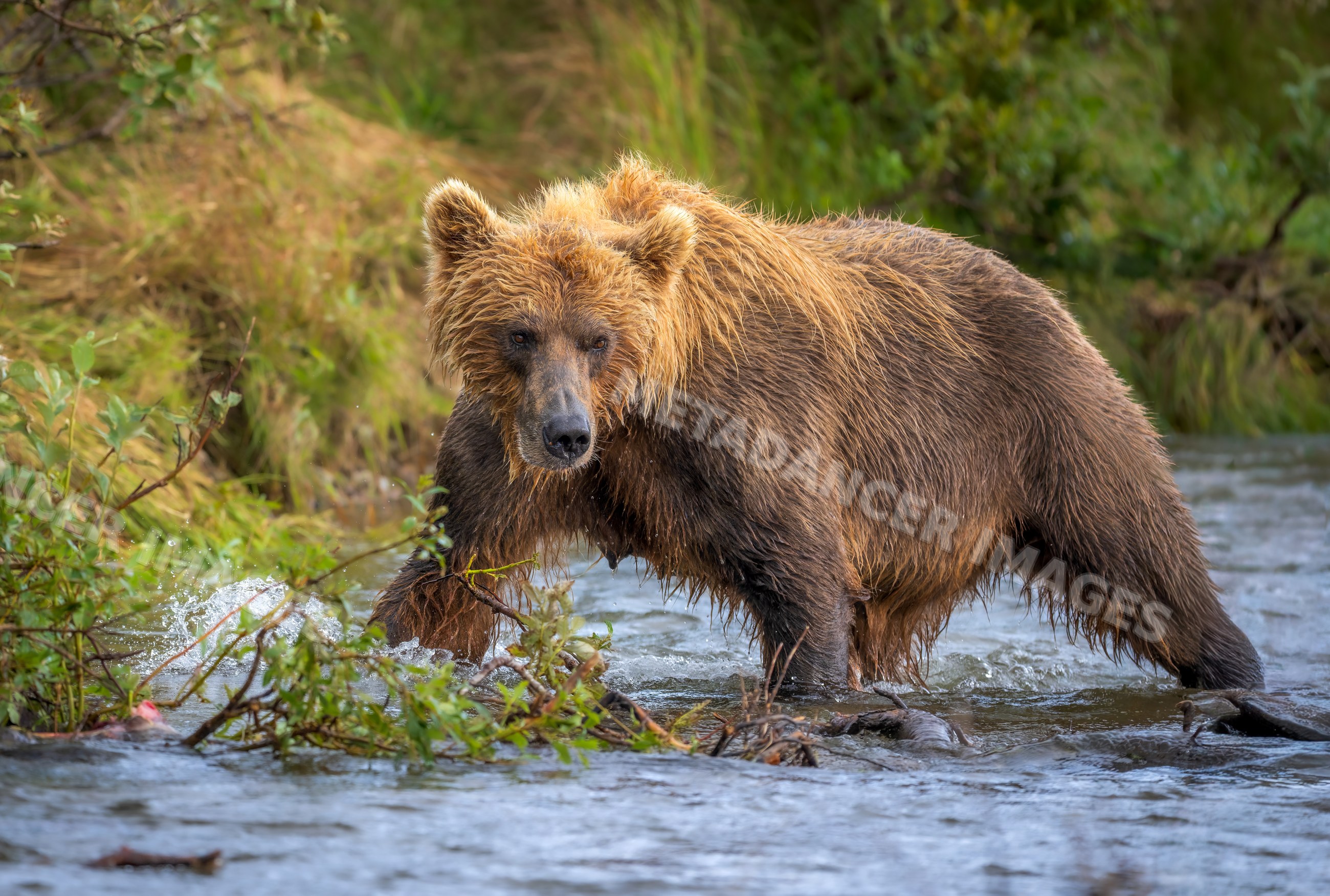 Alaskan Brown bear fishing in river at Katmai National Park Alaska