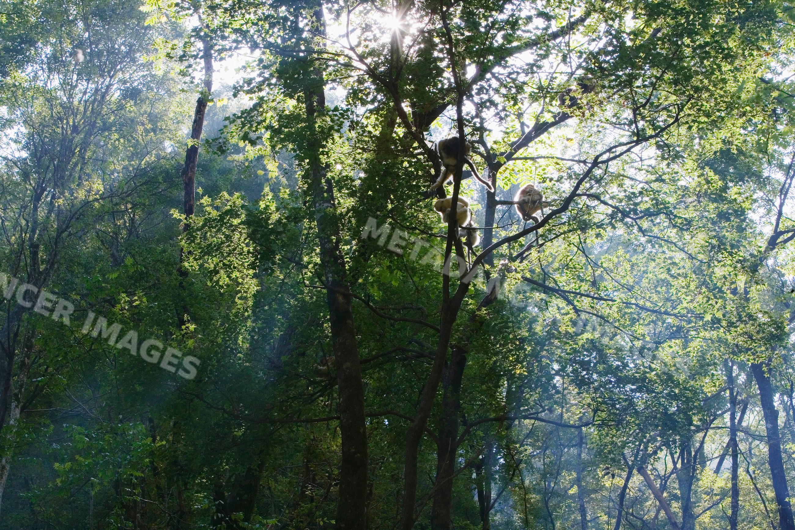 Golden monkeys in a sunlit forest, china