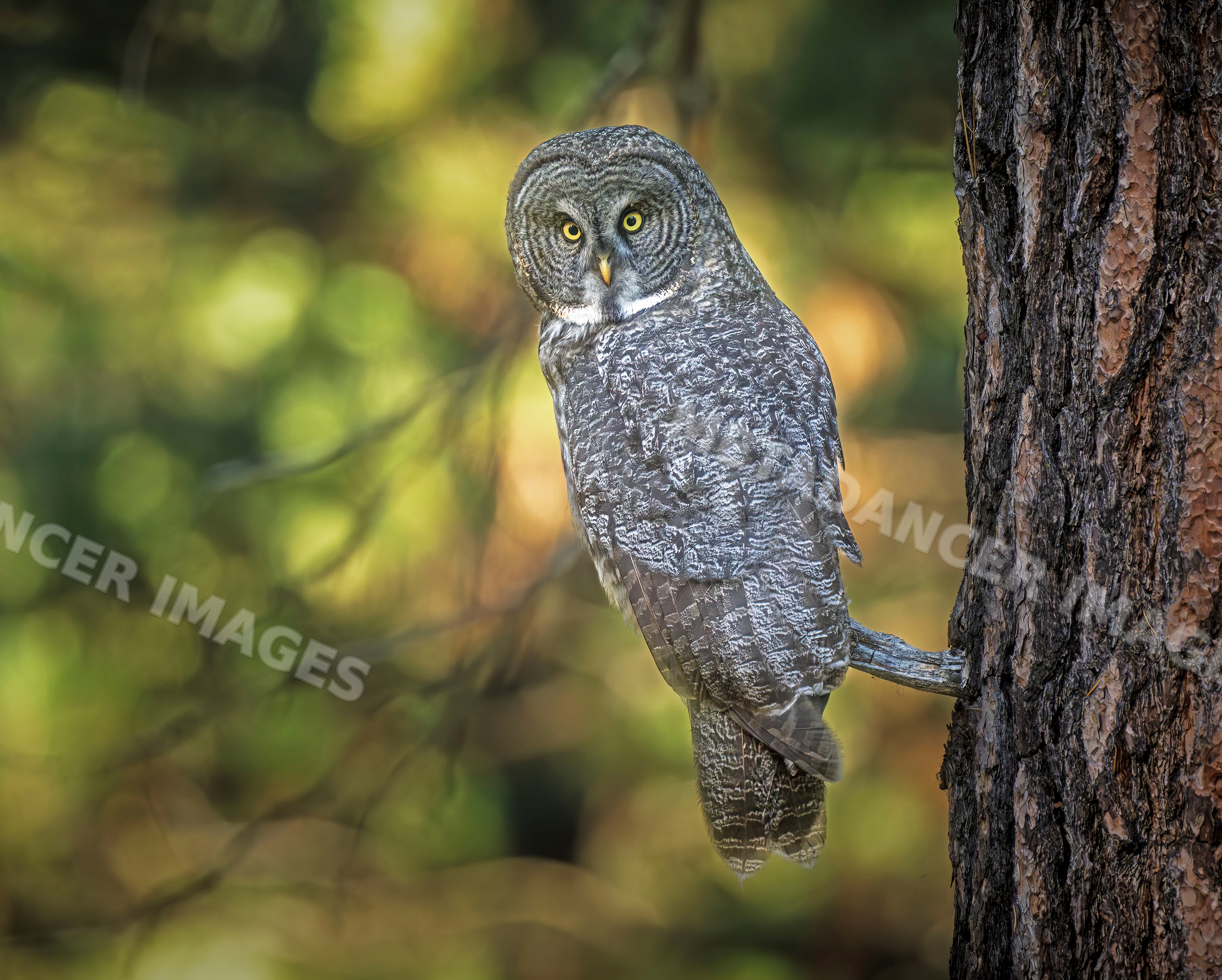 Great gray owl perched on tree in forest