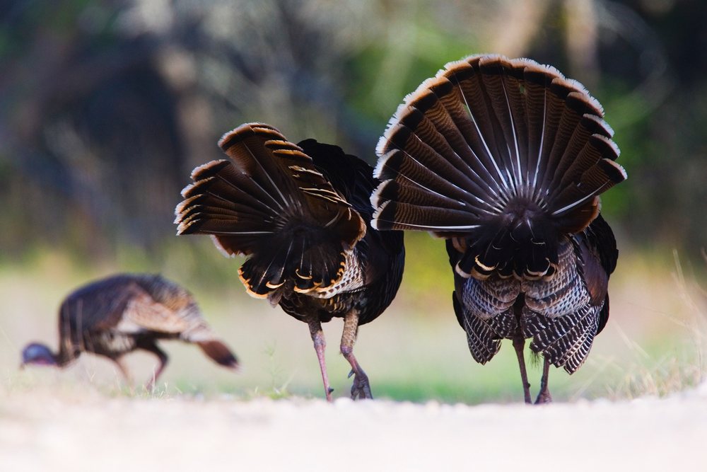 Wild turkeys displaying tail feathers in Texas grassland