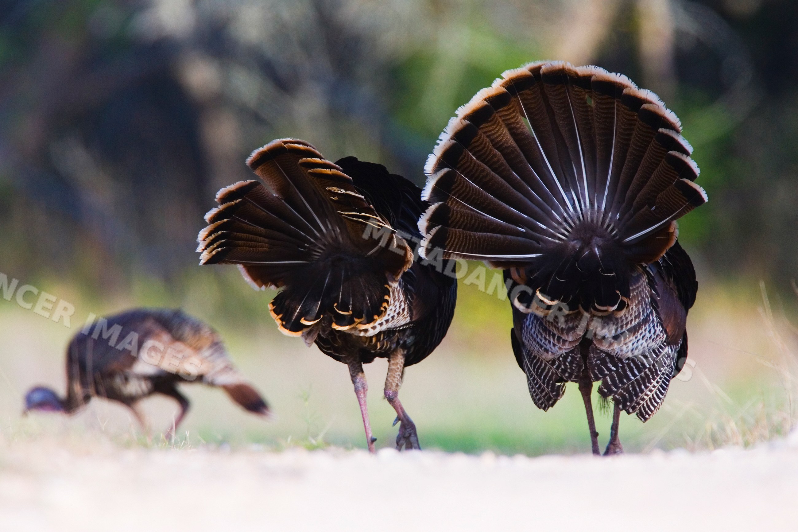Wild turkeys displaying tail feathers in Texas grassland