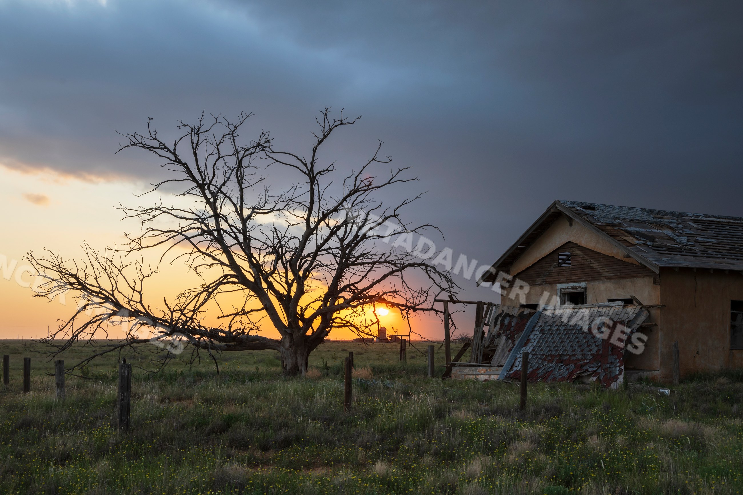 Abandoned homestead and Dead Tree at Sunset in texas Great Plains