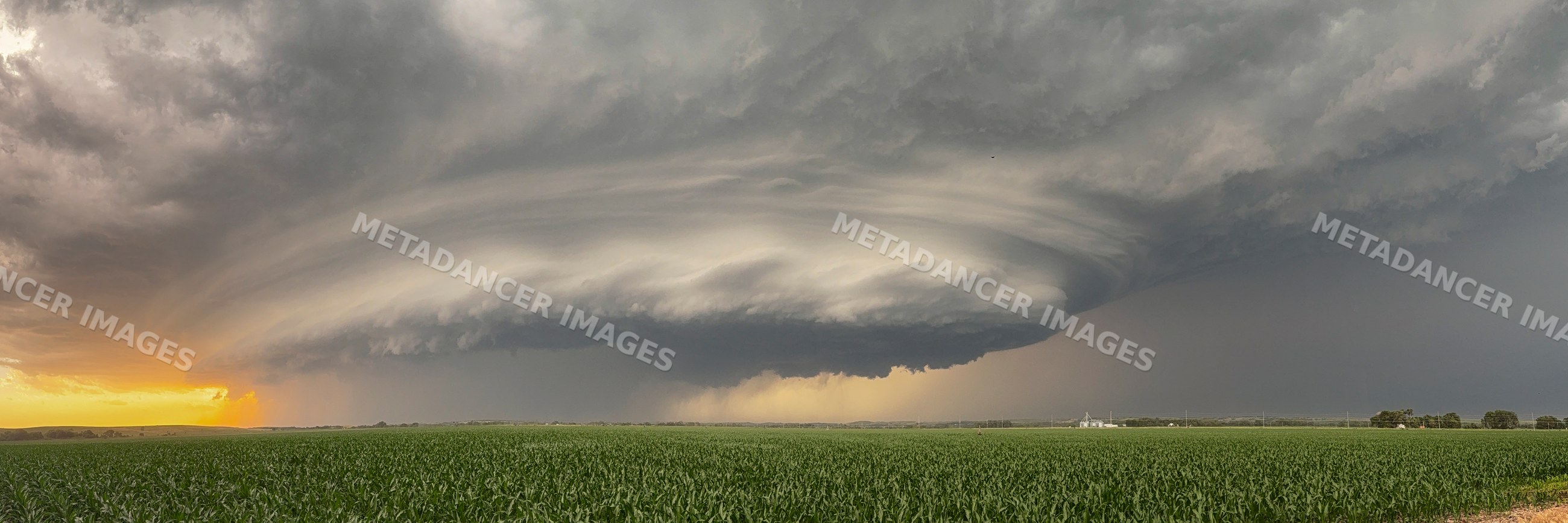 Supercell thunderstorm forming over cornfield