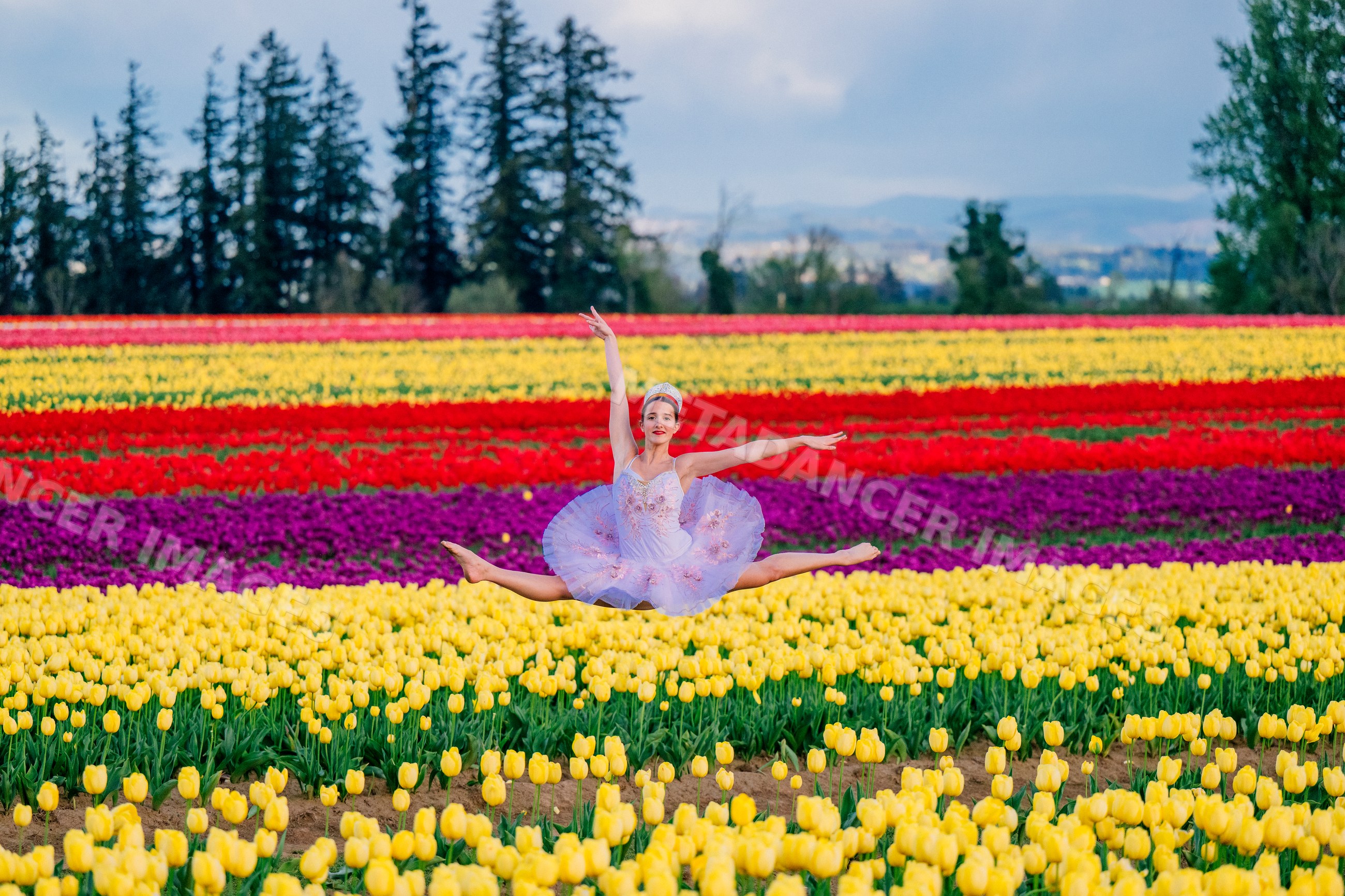 Ballet white dancer leaping over tulip flower field