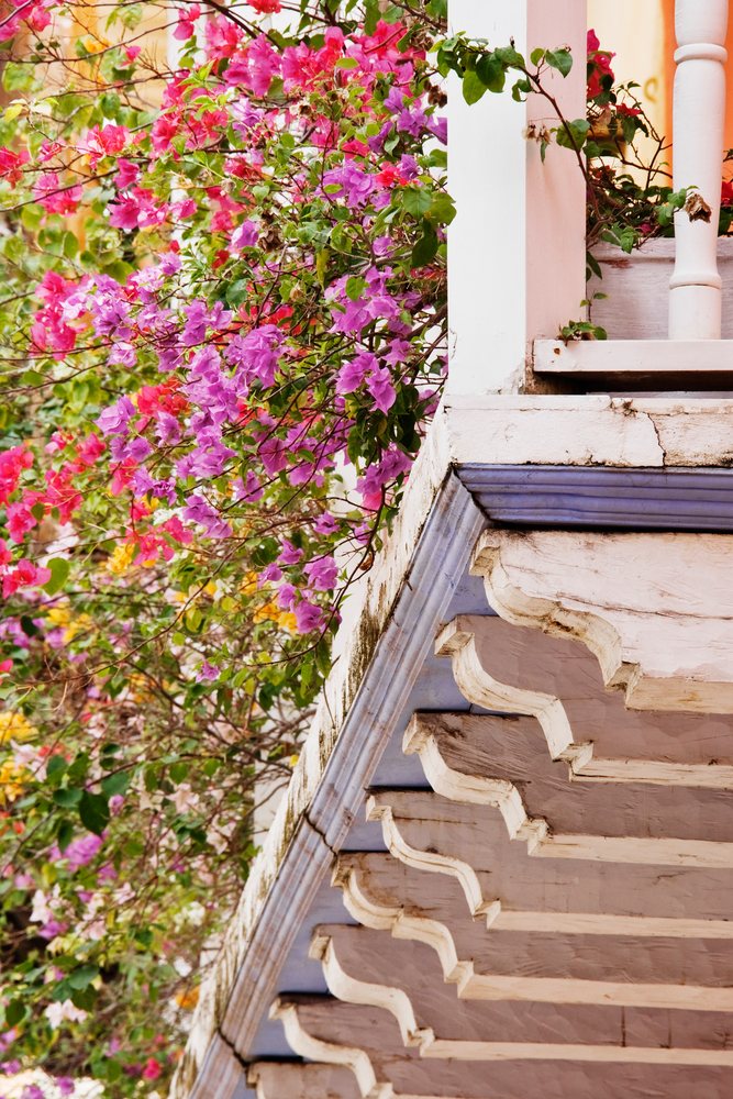 Bougainvillea plants with vibrant pink and purple flowers growing