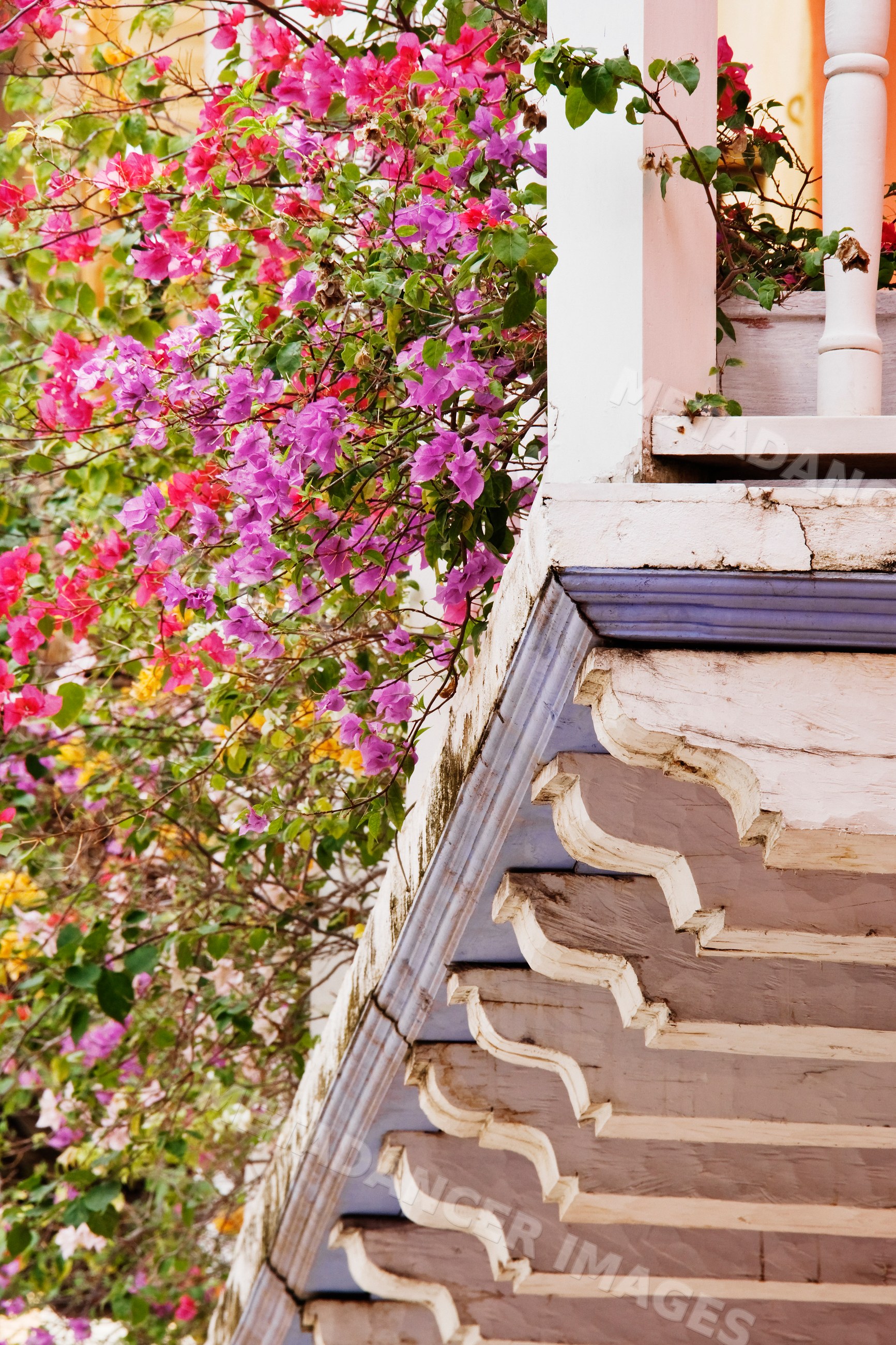 Bougainvillea plants with vibrant pink and purple flowers growing