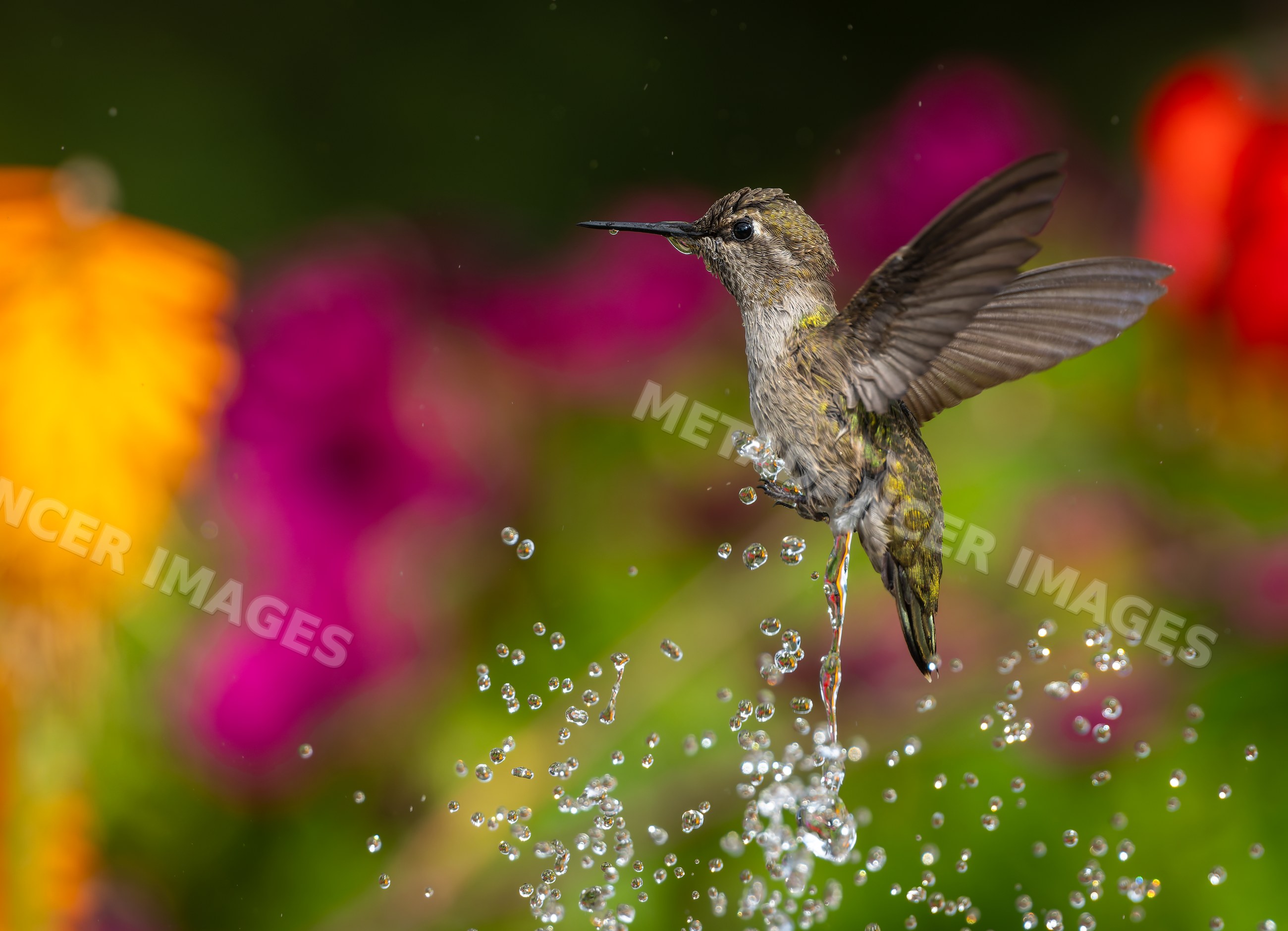 Hummingbird hovering above water droplets with vibrant floral backdrop
