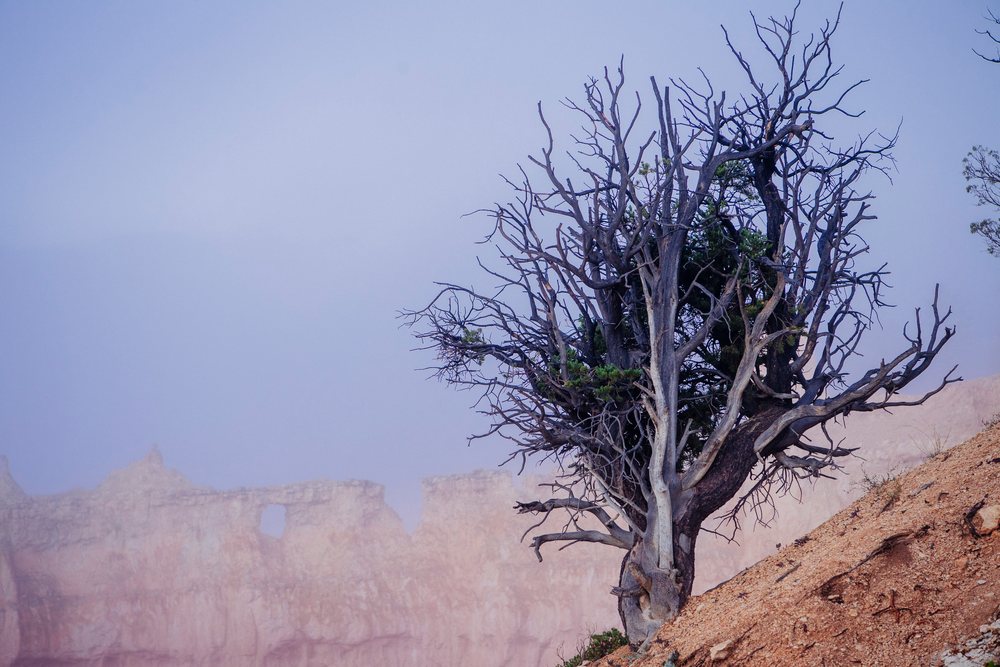 Dead tree on rocky slope with rock formations