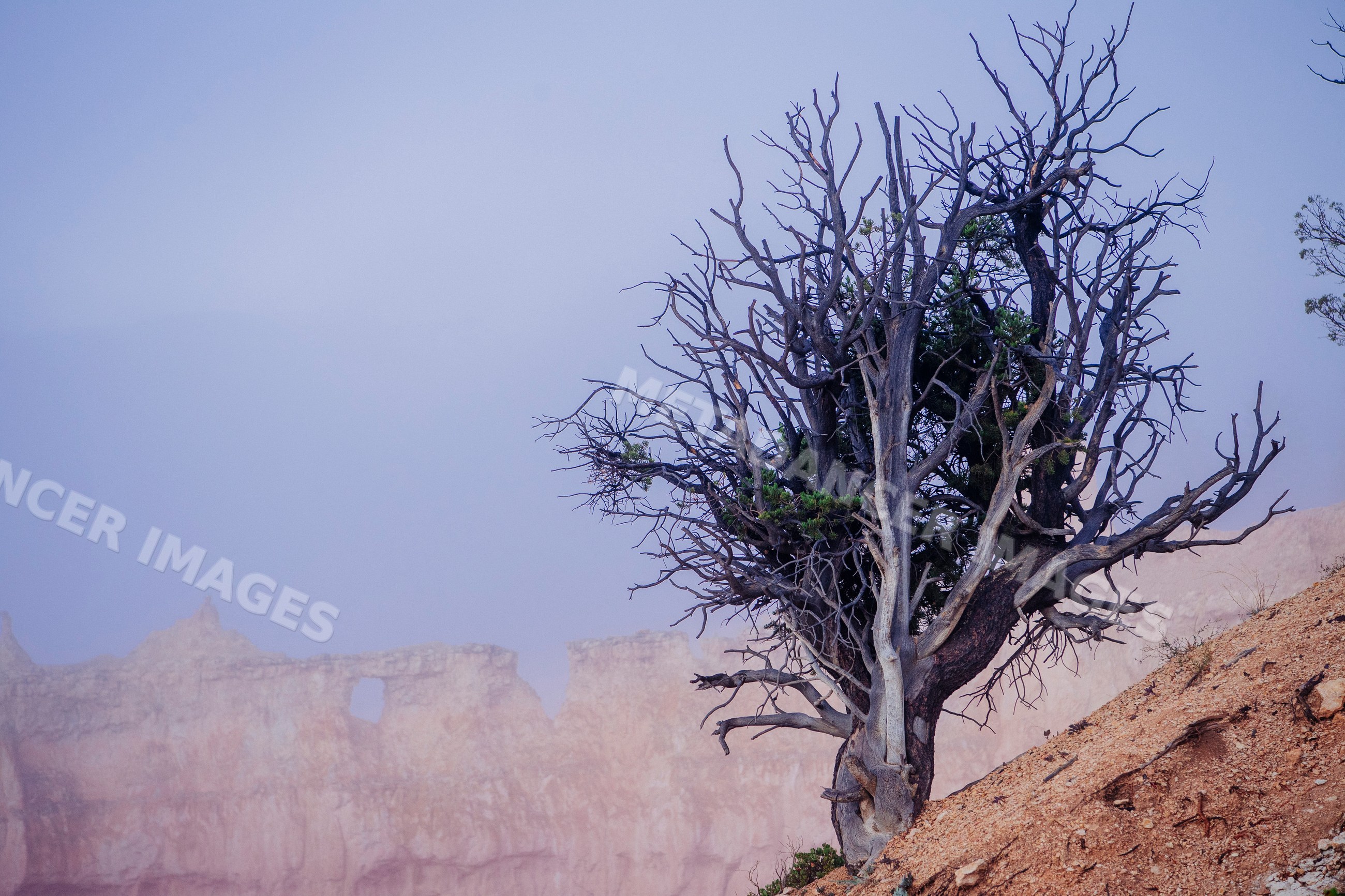 Dead tree on rocky slope with rock formations