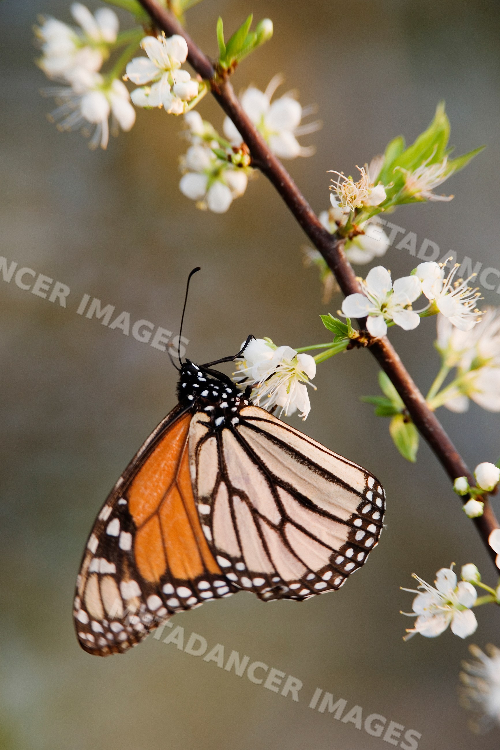 Monarch butterfly feeding on white flowers in Texas wildlife