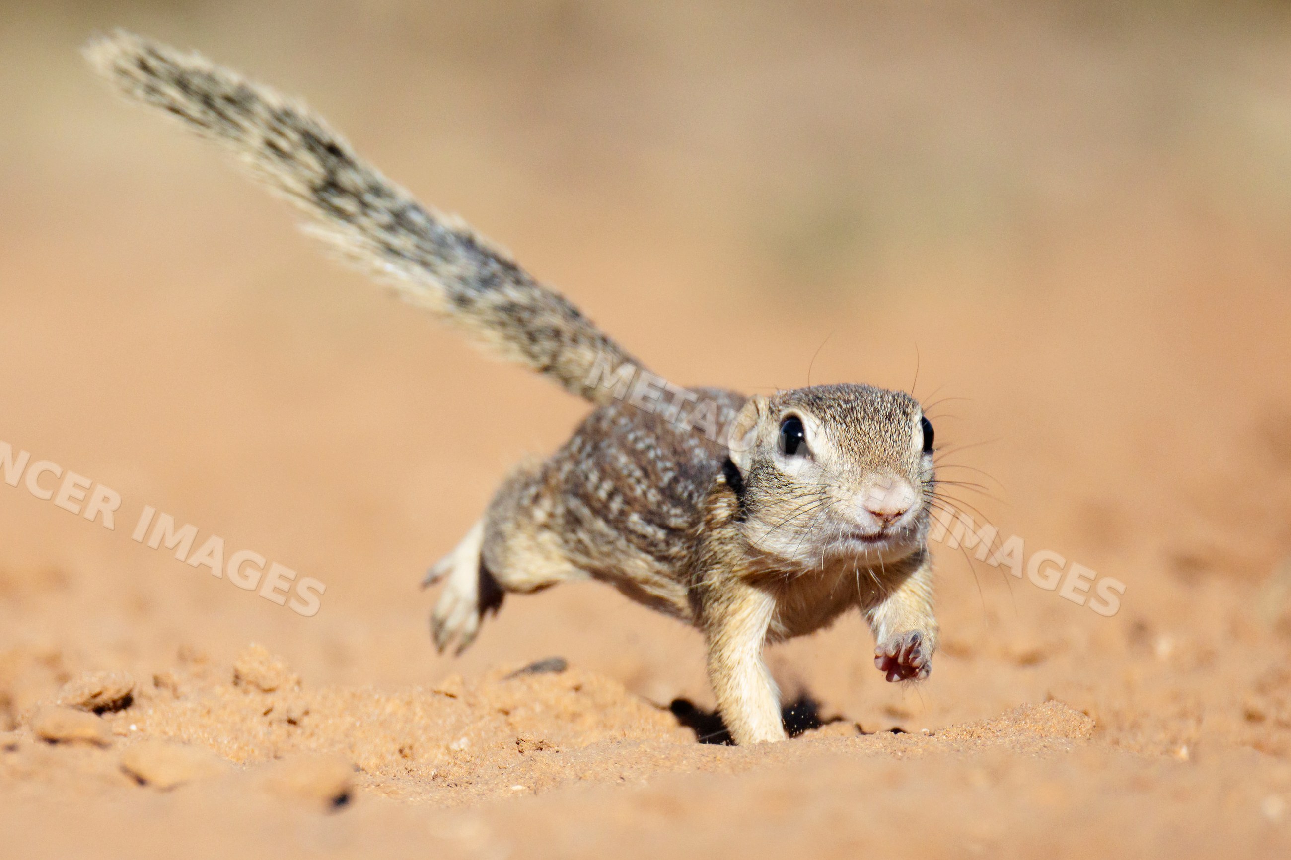 Mexican Ground Squirrel running in desert terrain in Texas