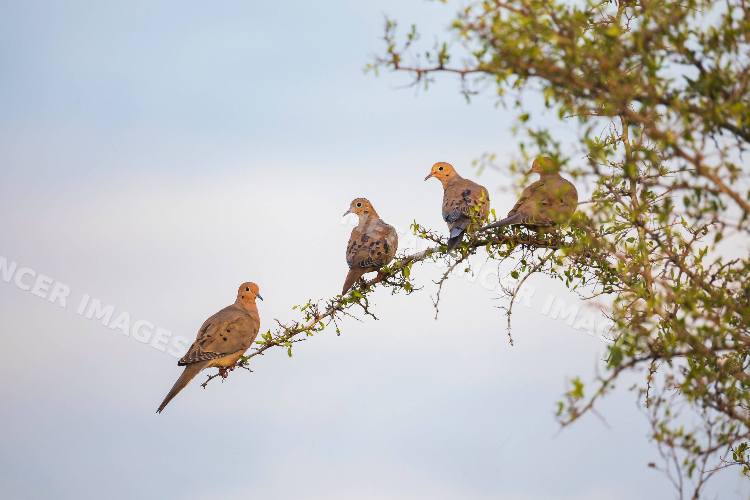 Doves perched on a branch at Sunset in Texas wildlife